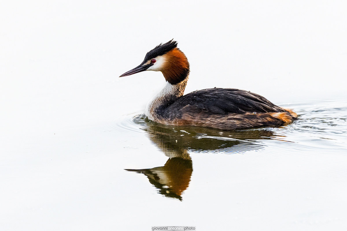Great Crested Grebe