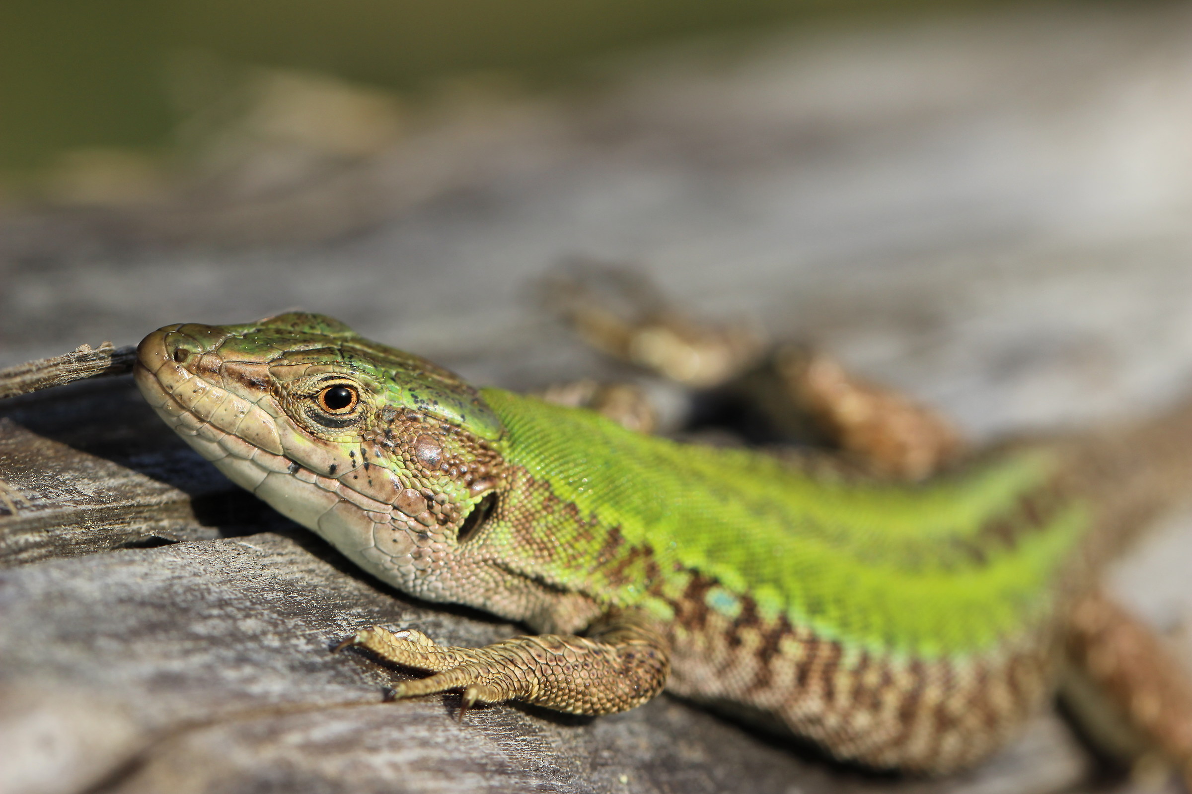 Looking into the eyes a lizard
