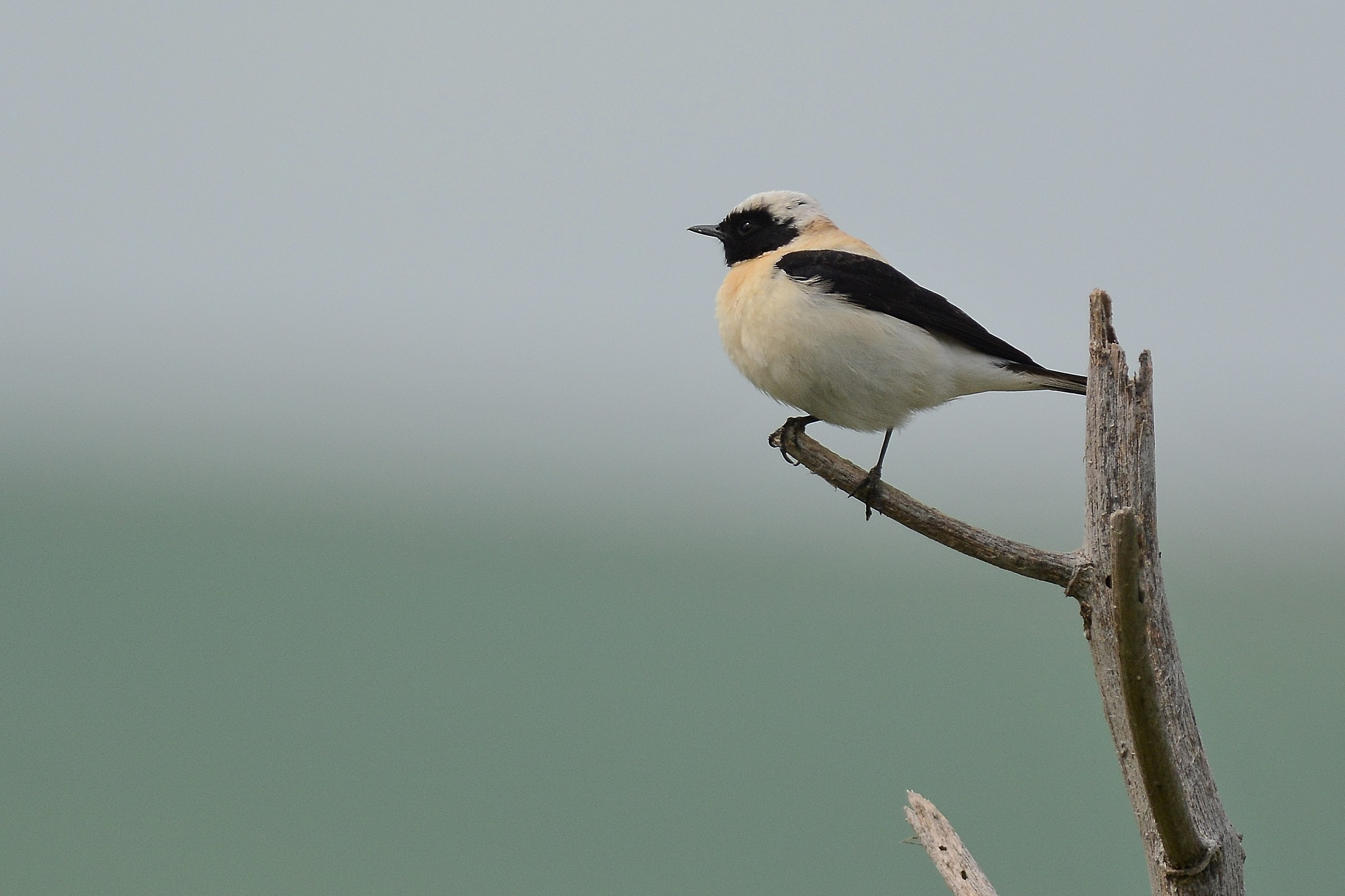 Monachella su ferula secca