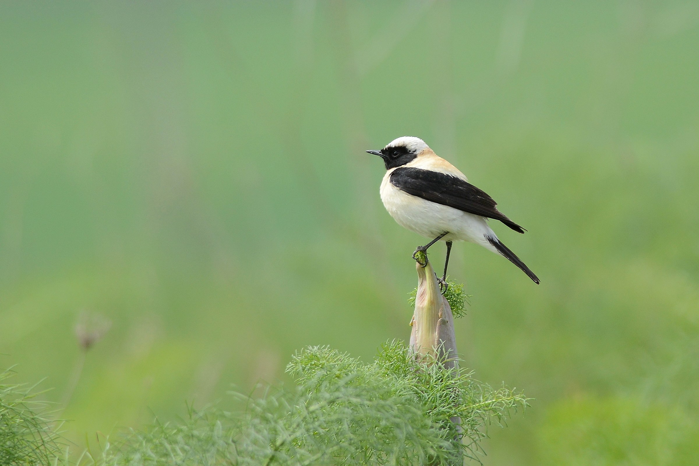Nun on green ferrule