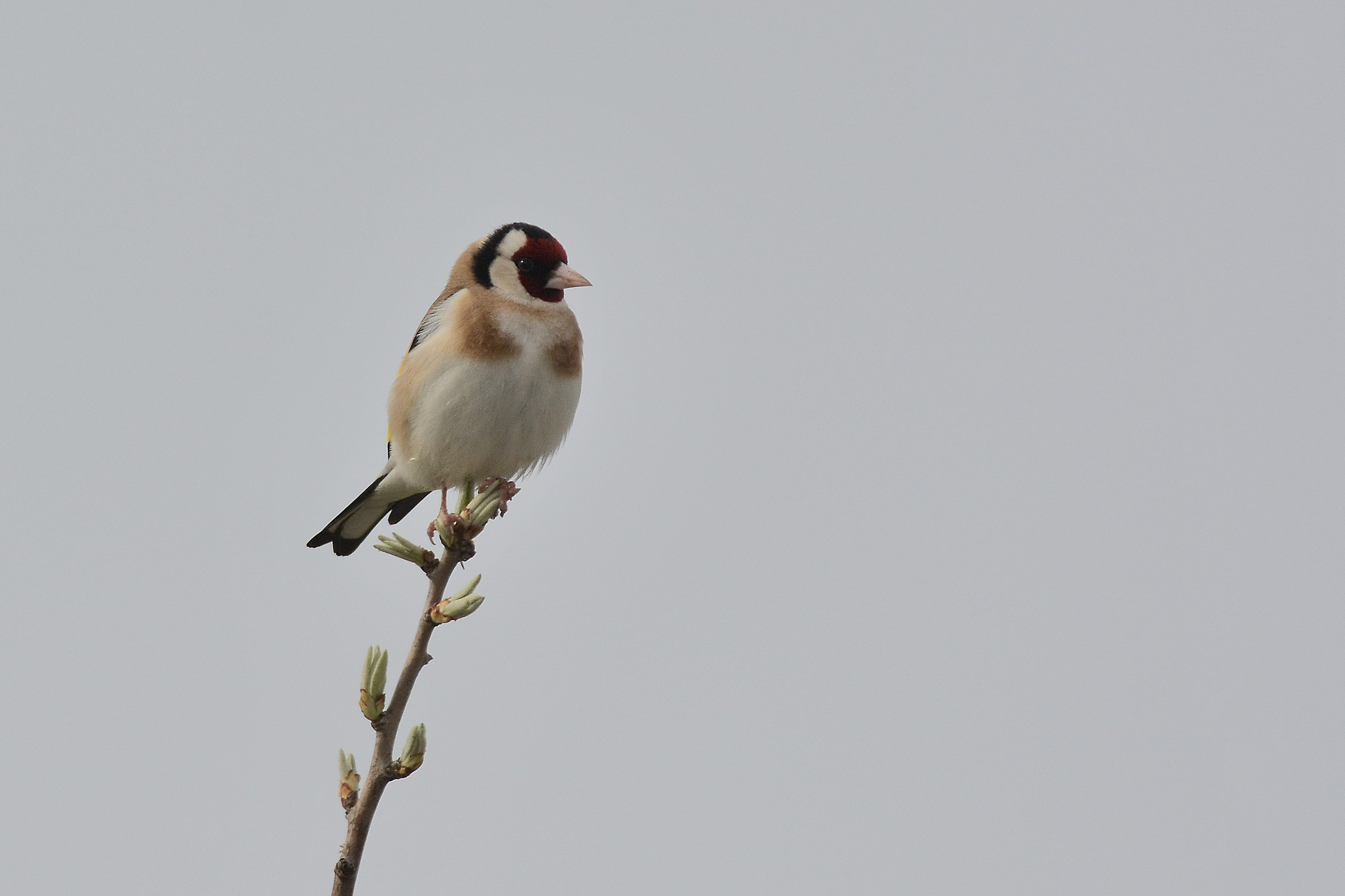cardellino al tramonto