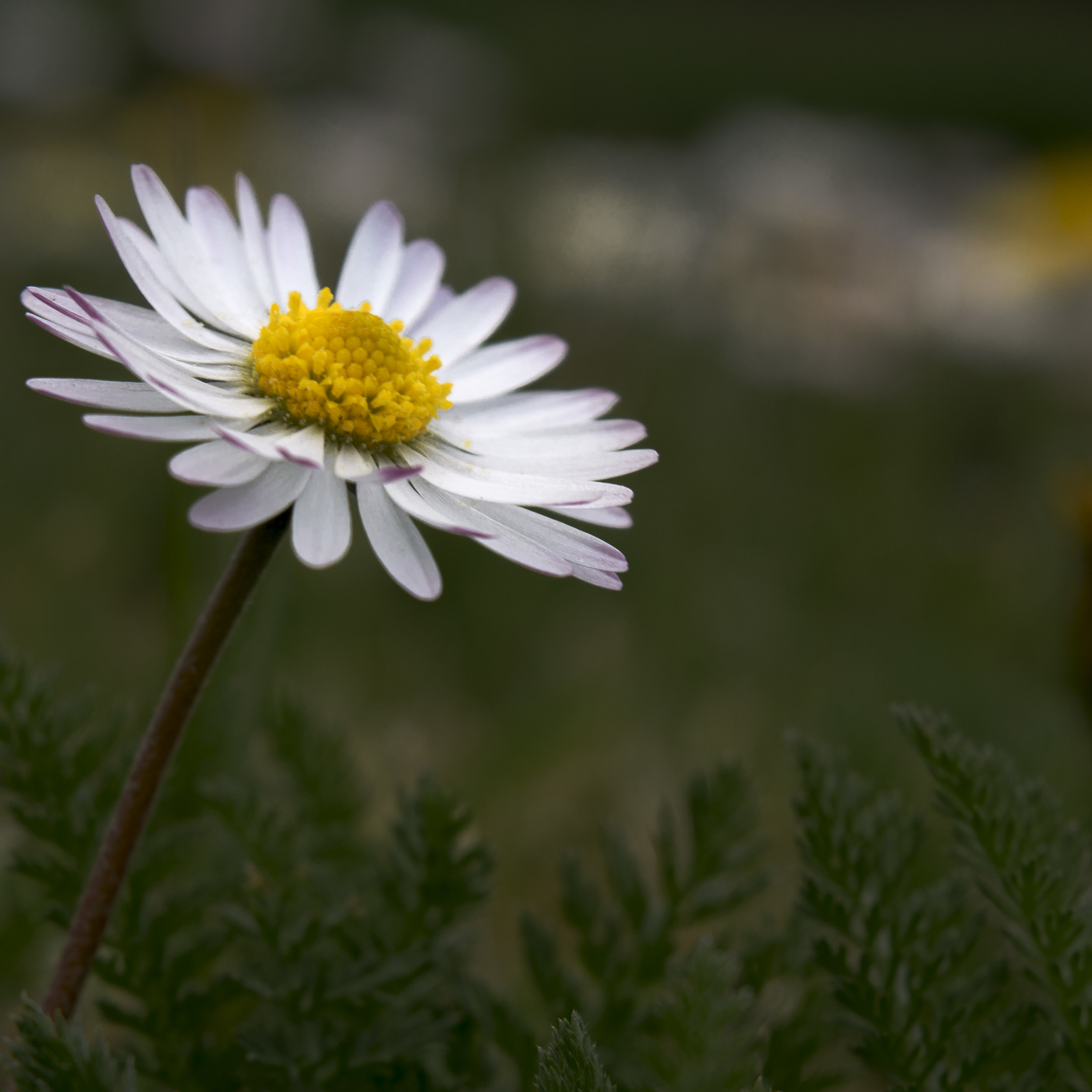 Lonely, he loves me or loves me not