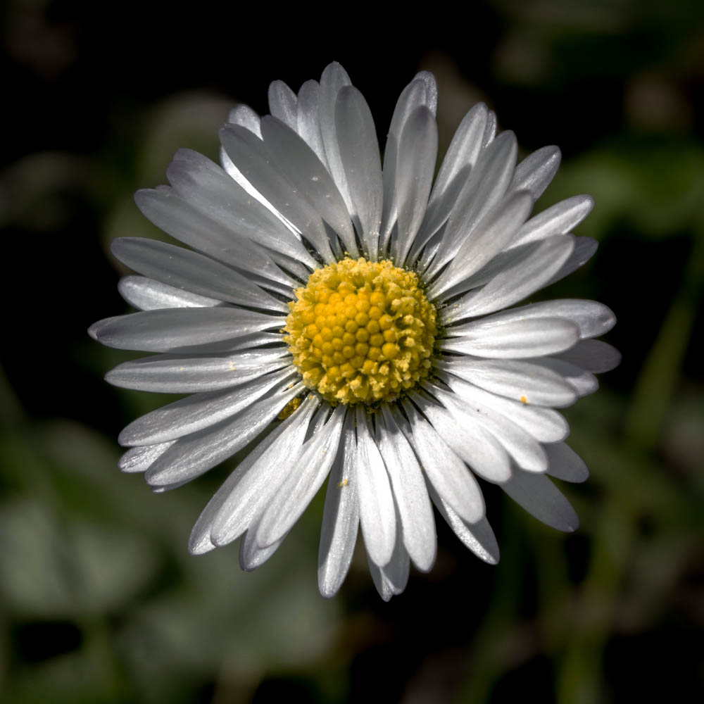 Loves me or loves me not