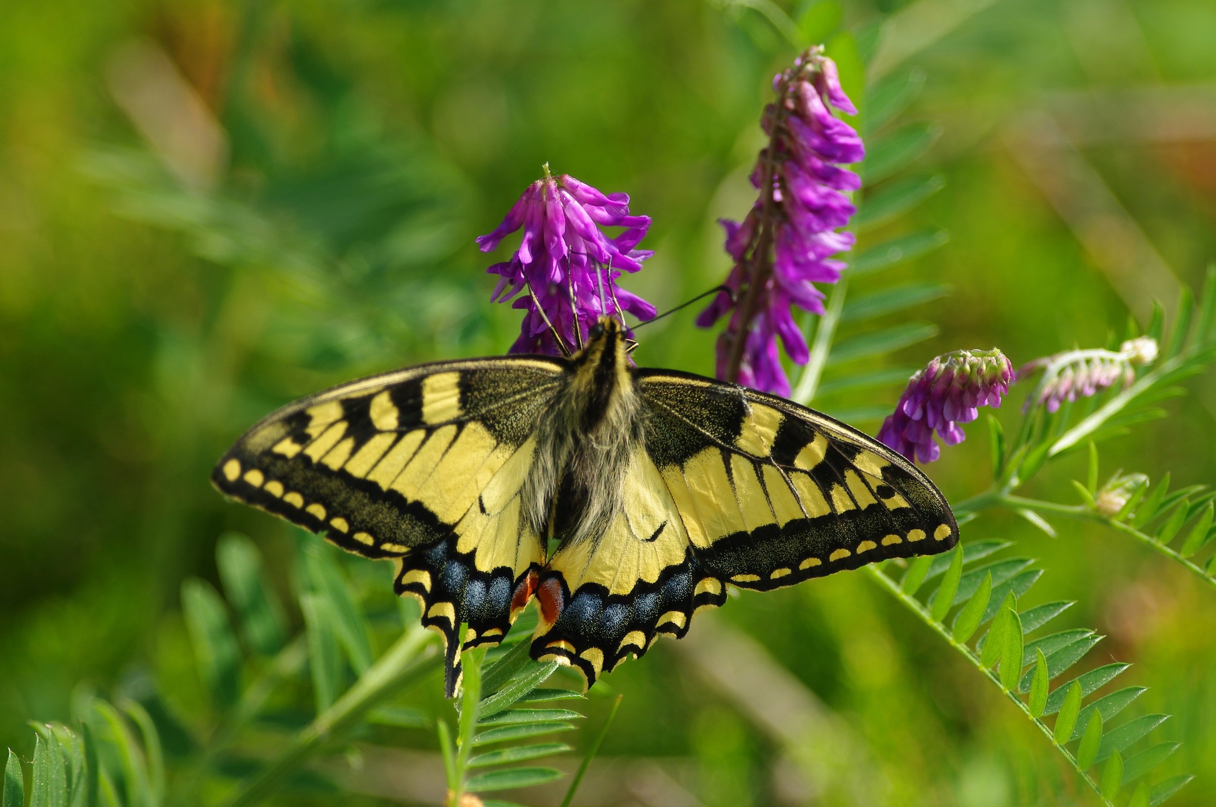 swallowtail