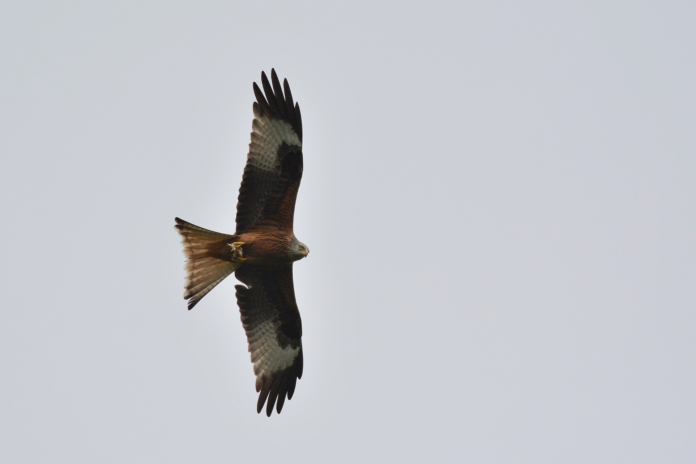 Kite relale in a gloomy day