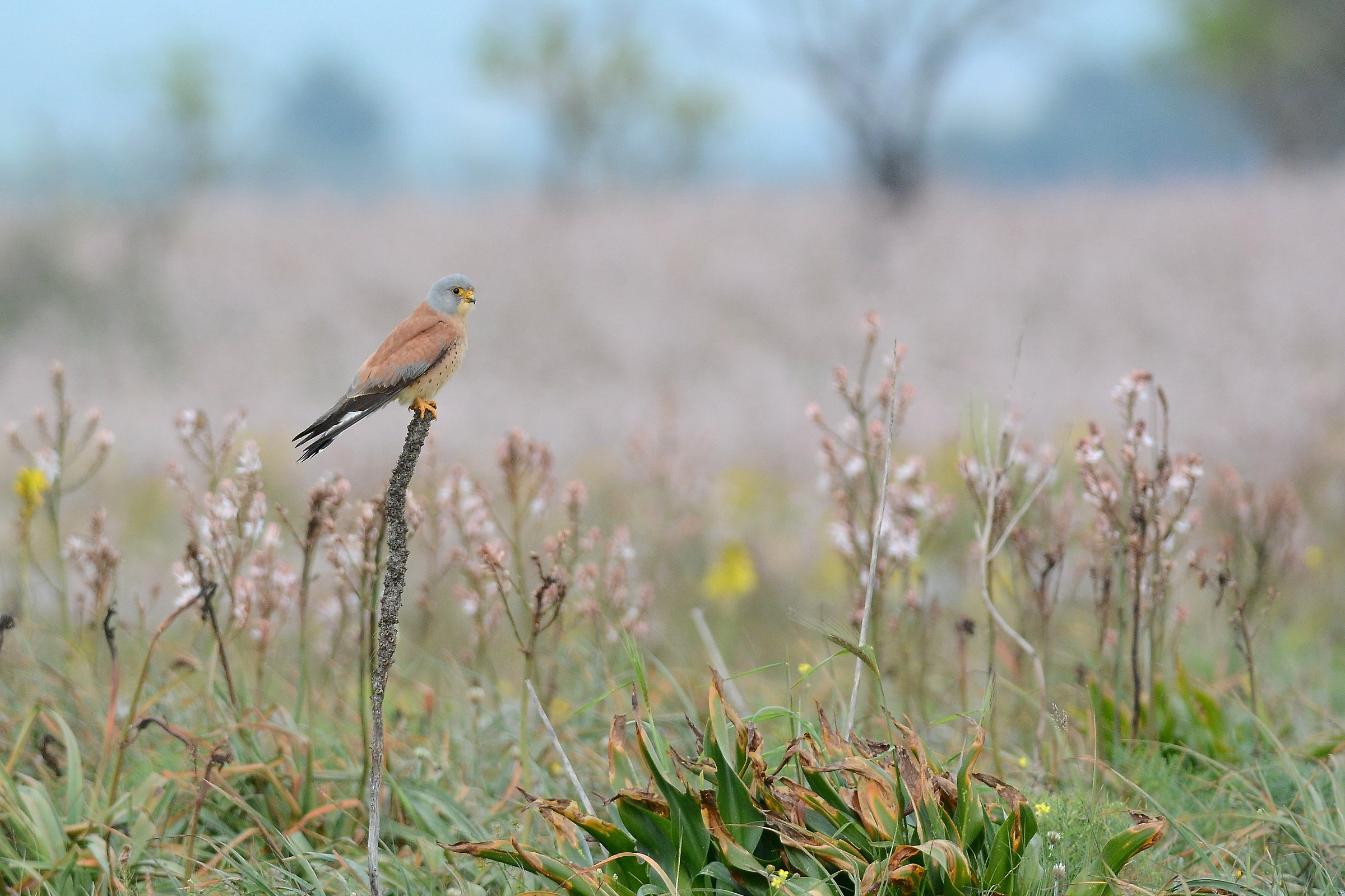 Grillaio tra gli asfodeli in fiore a sera