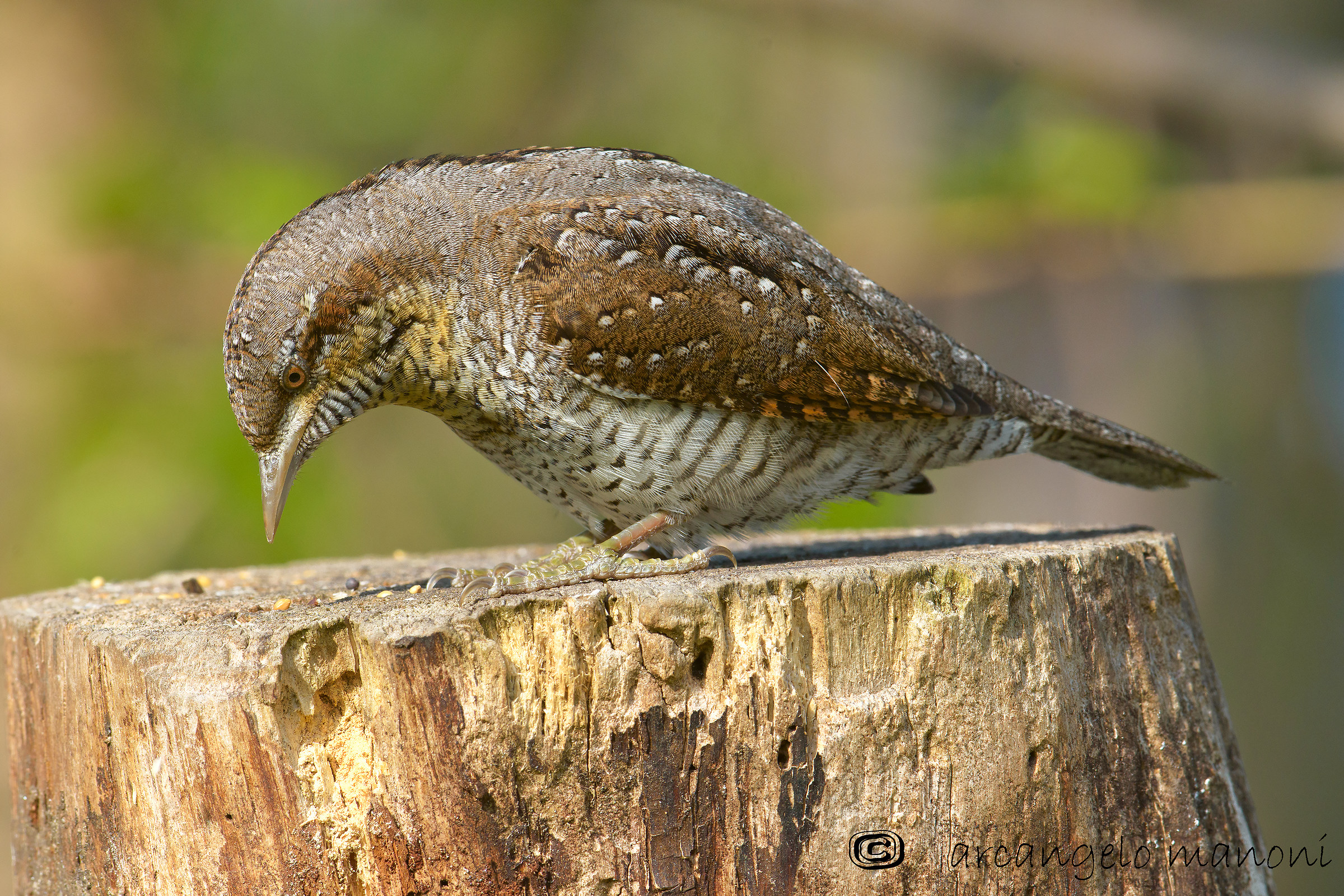 This time no ants for Twist !!