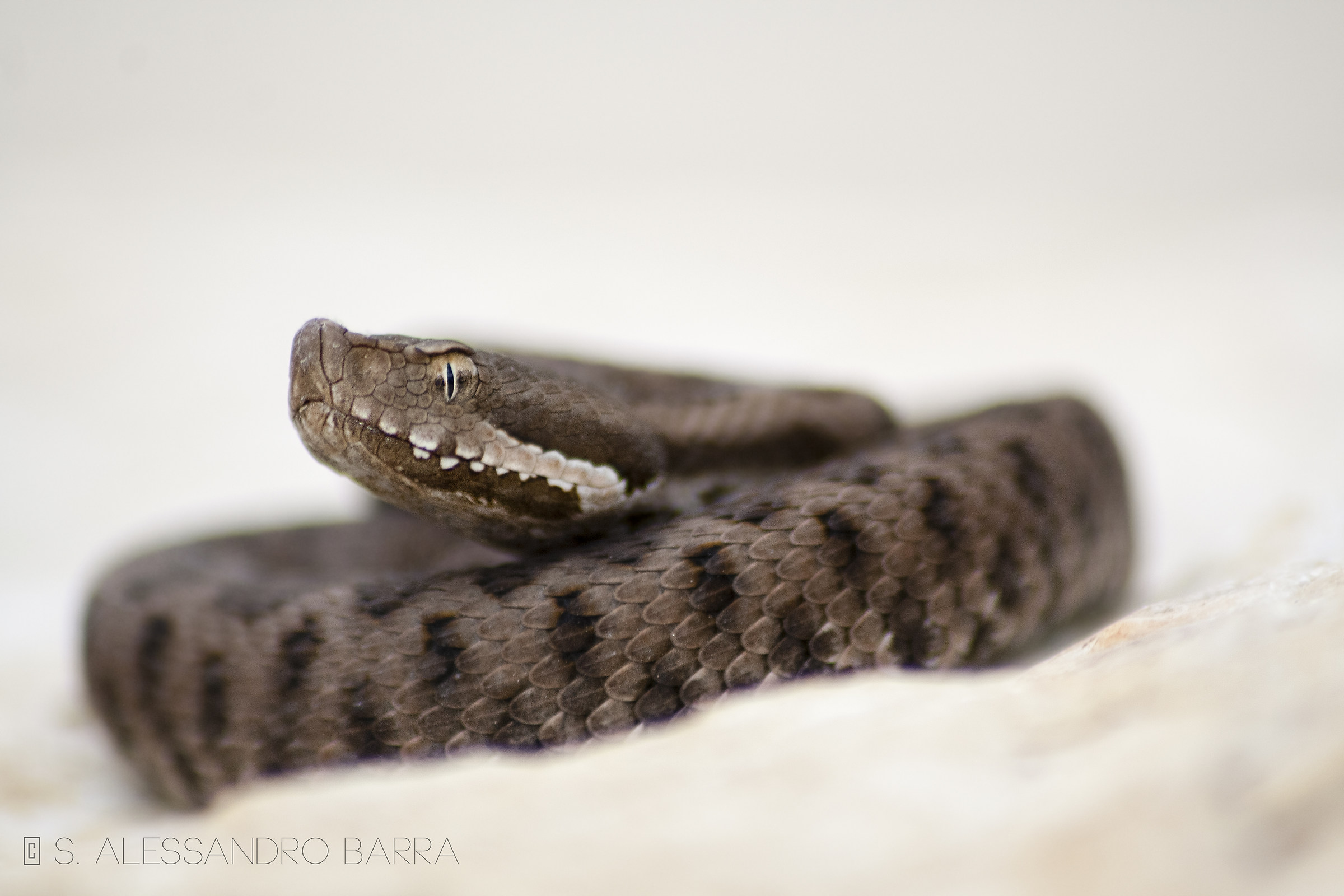 Vipera aspis hugyi
