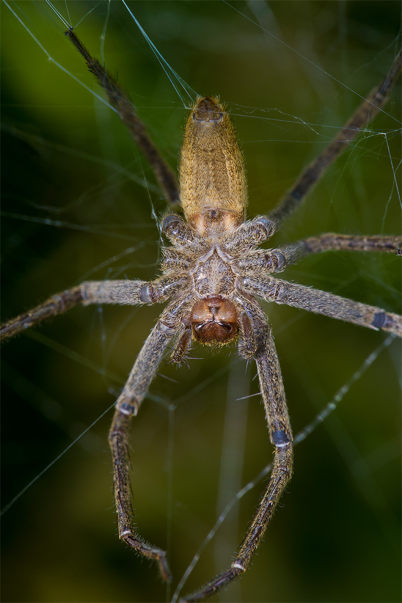Pisaurina mira (underneath)