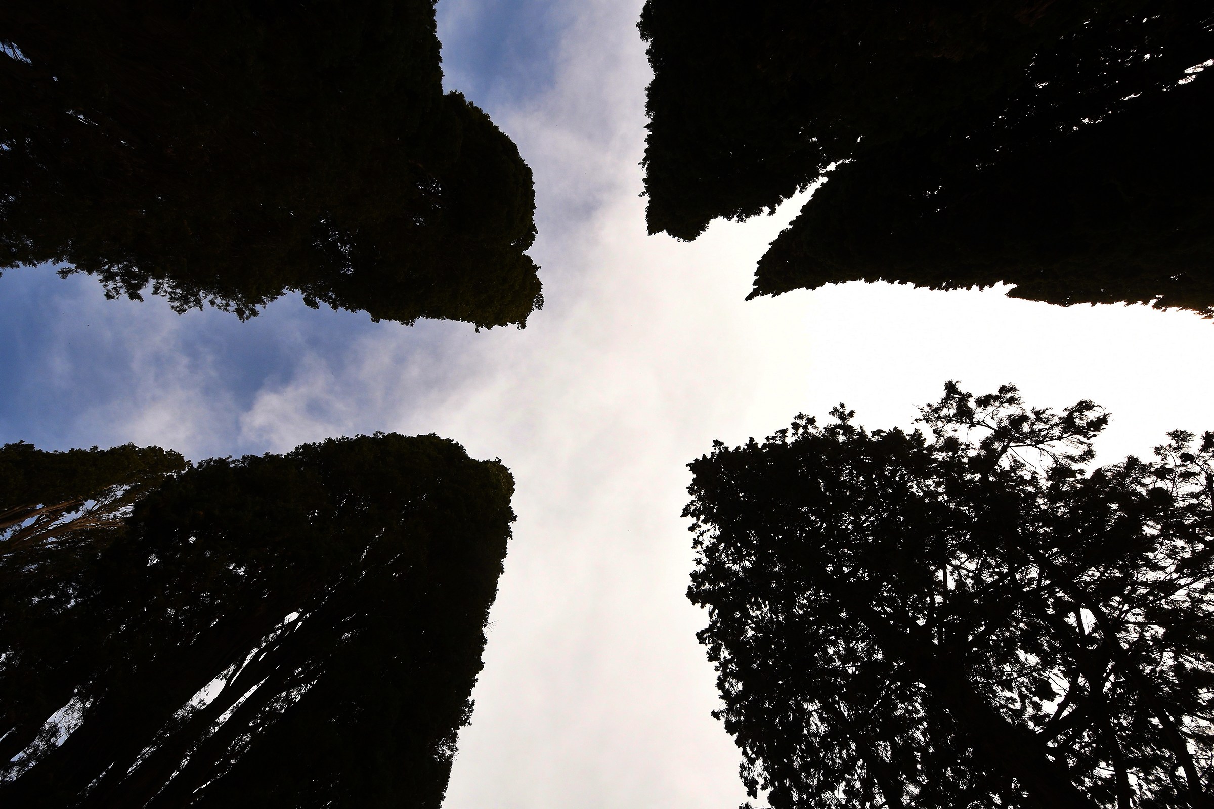 A cross between cypress trees