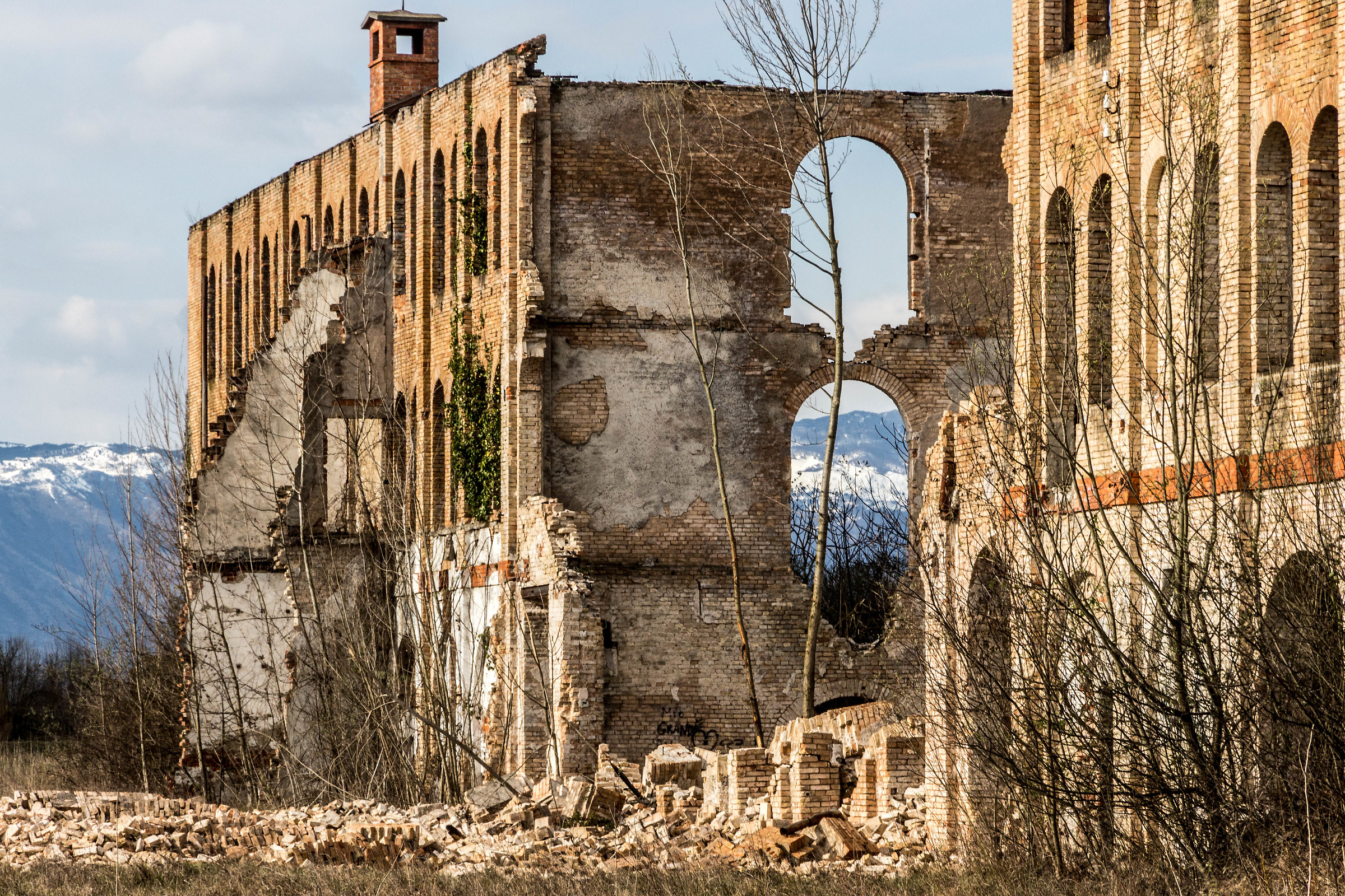 Plant steam Ceramic 3