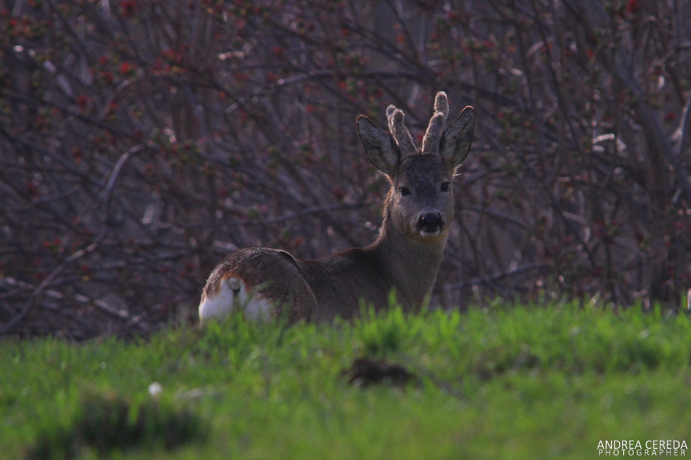 Capreolus capreolus - Capriolo maschio