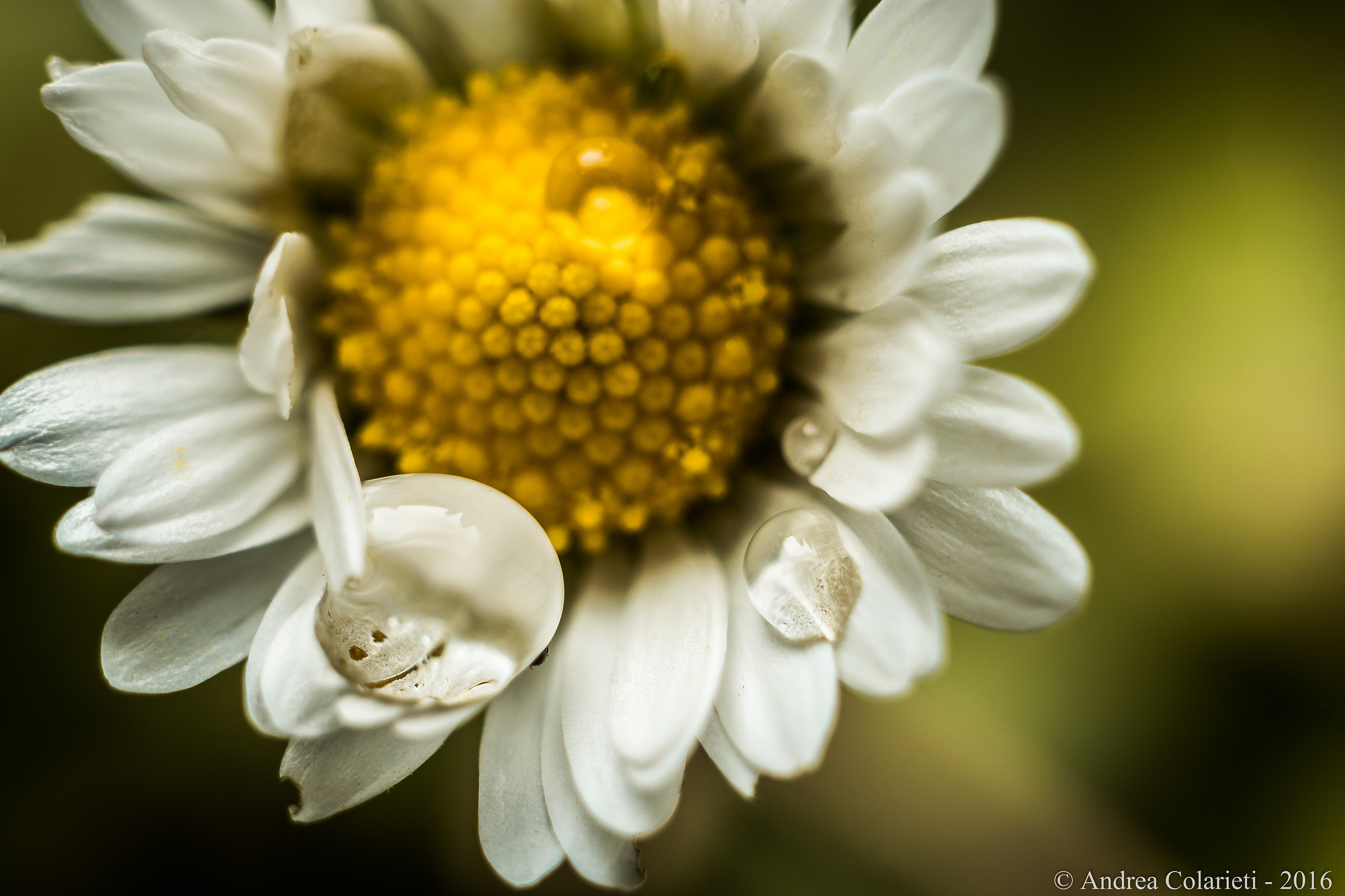 Il Petalo Allegro :)