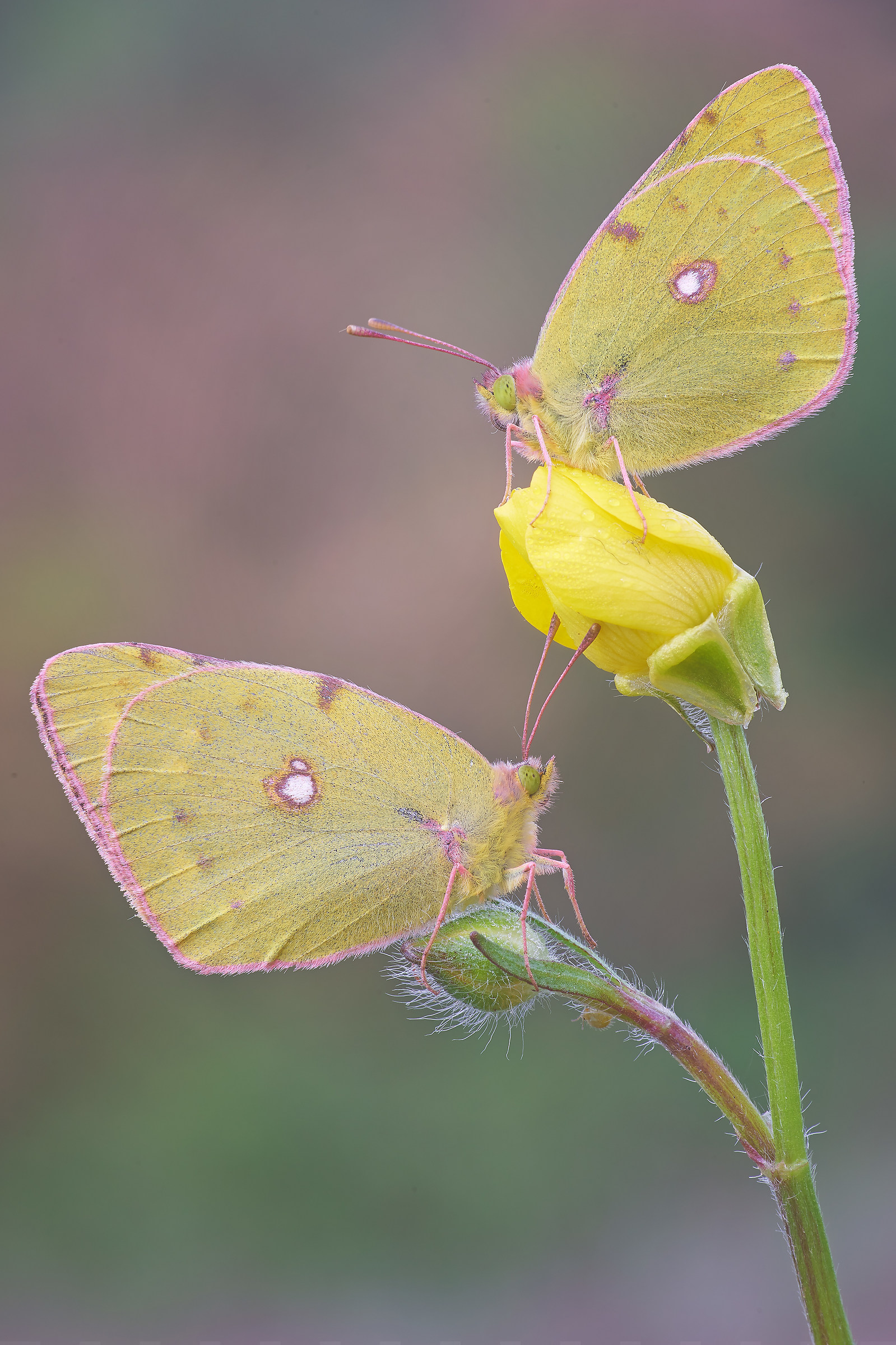 Coppia di Colias croceus