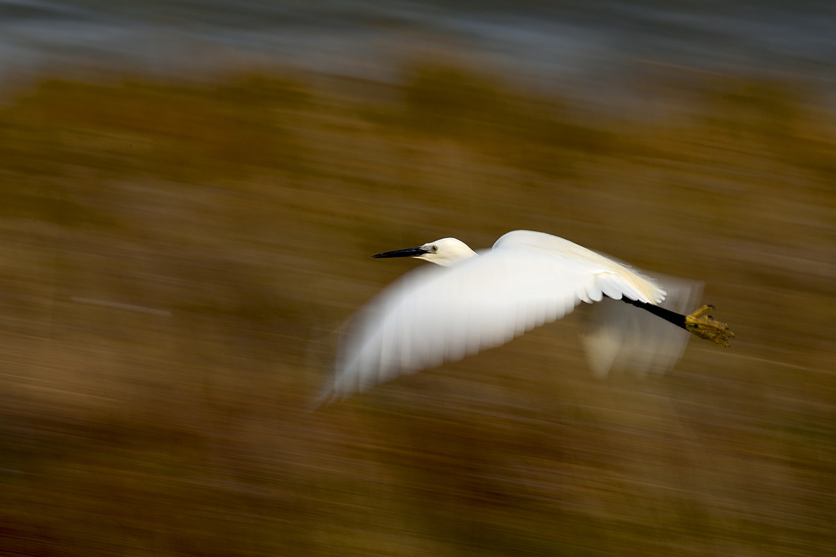 egret
