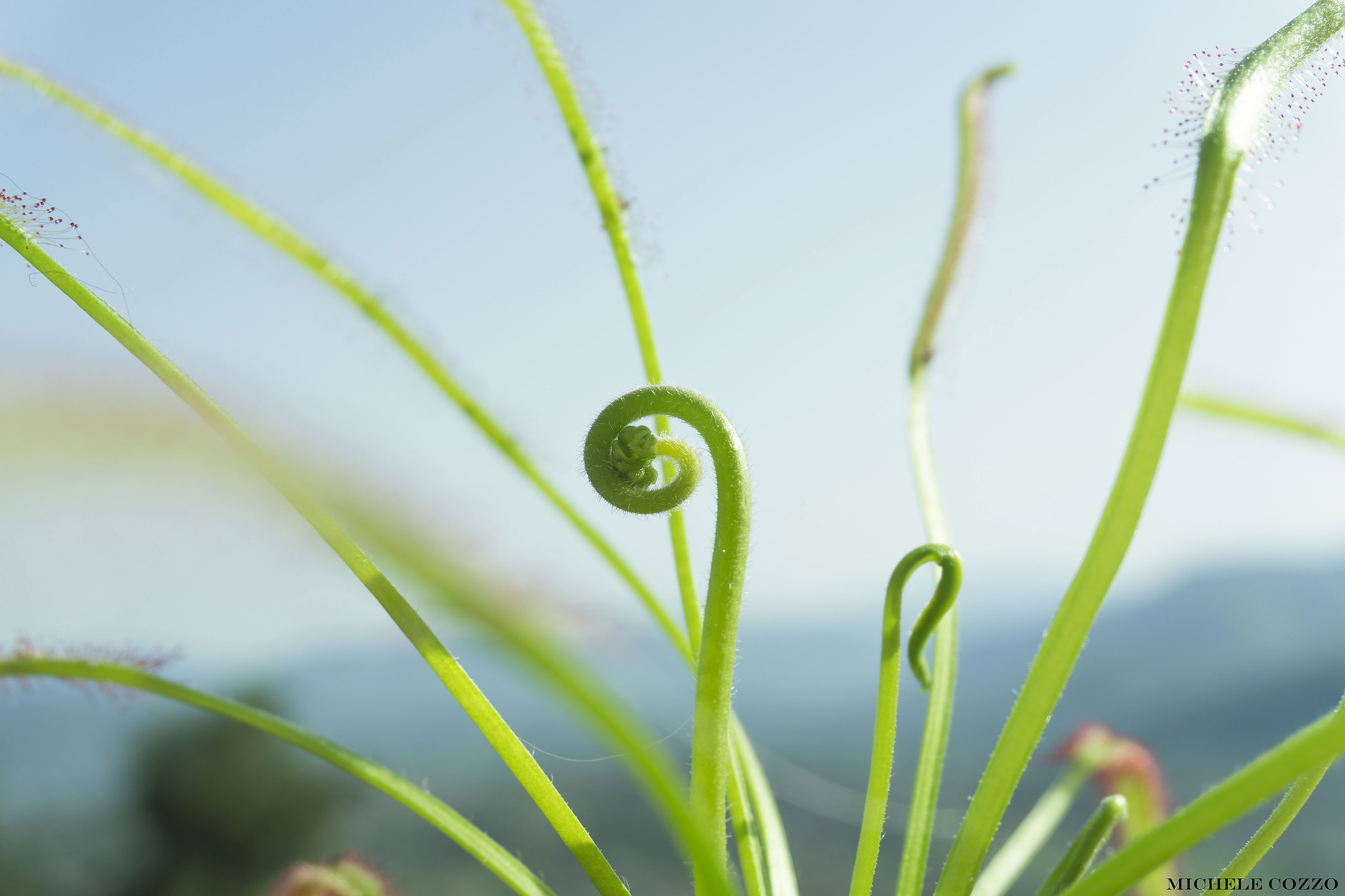 Drosera Capensis