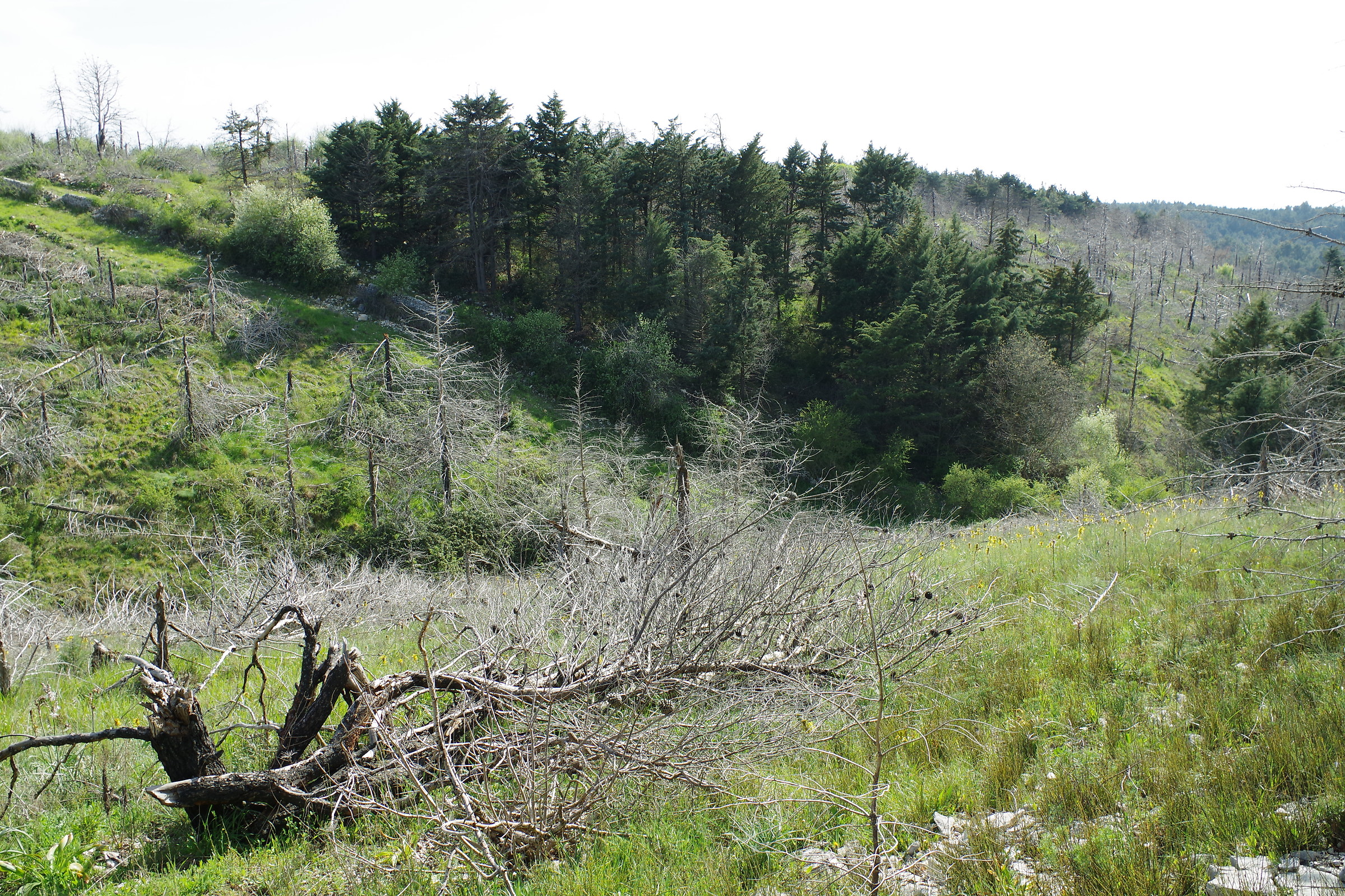 Five years after the fire