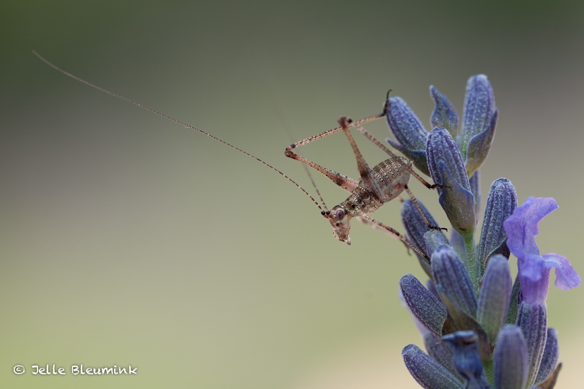 Loving the lavender - I