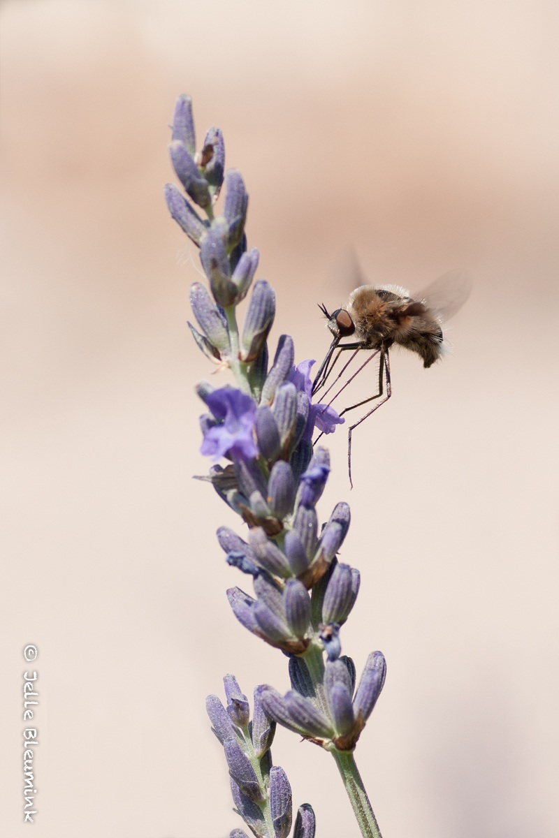 Loving the lavender - II