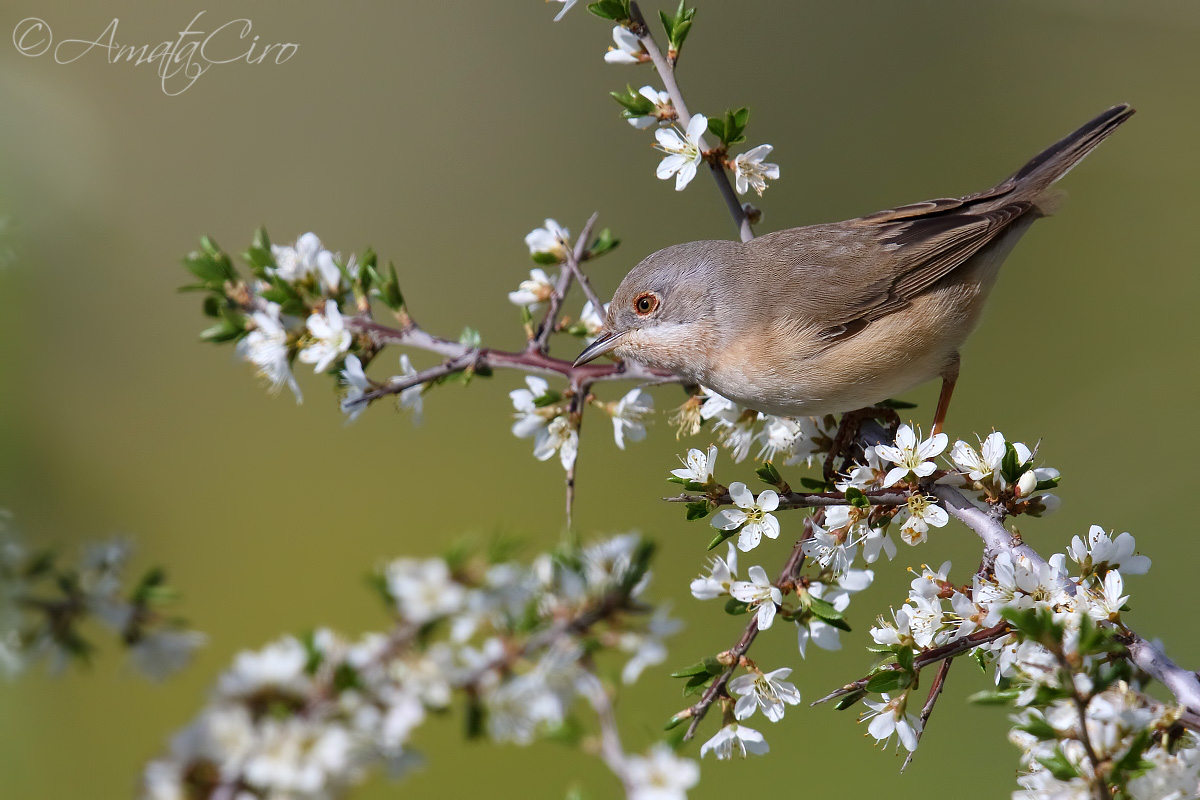Subalpine warbler female?