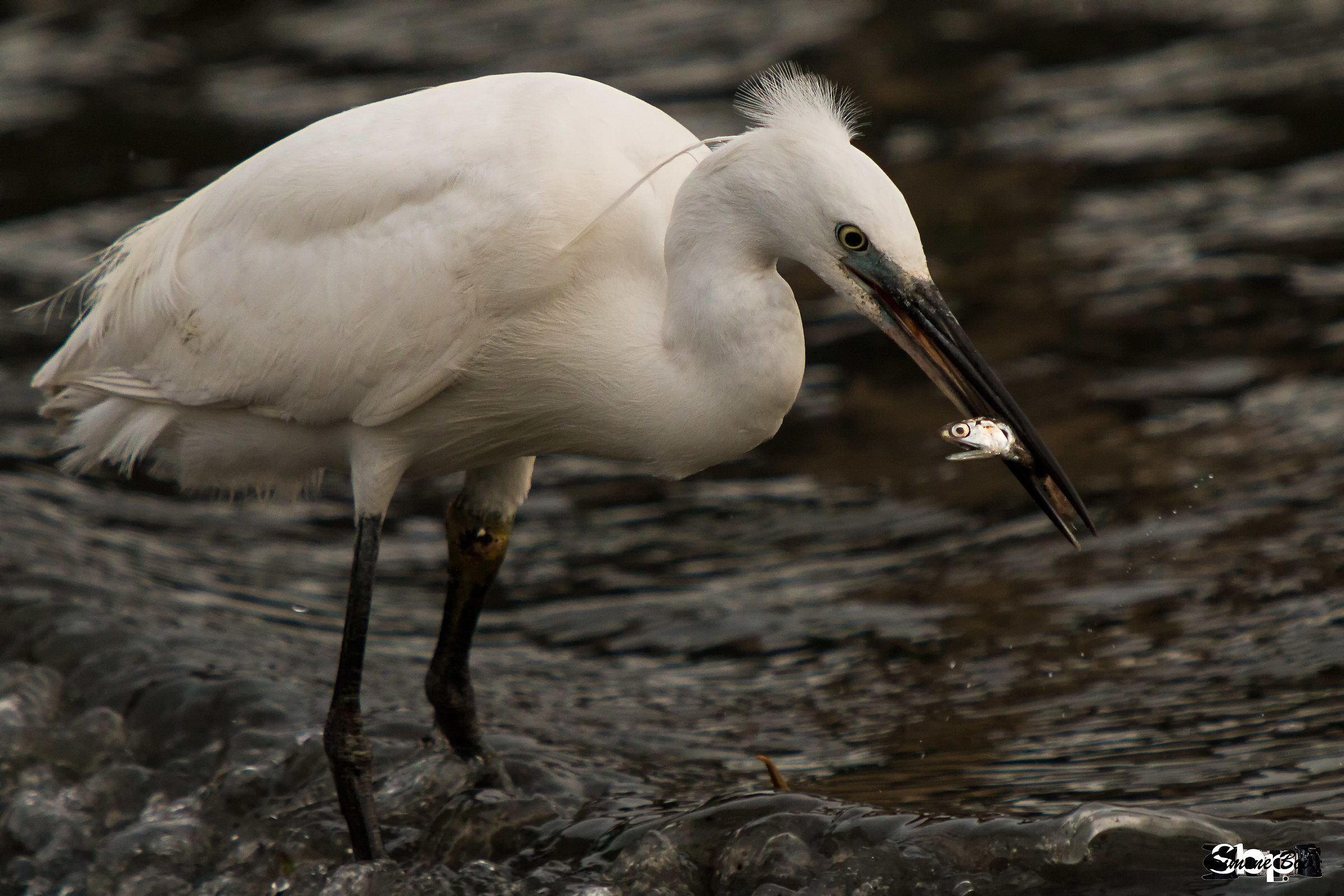 Garzetta con pesciolino terrorizzato