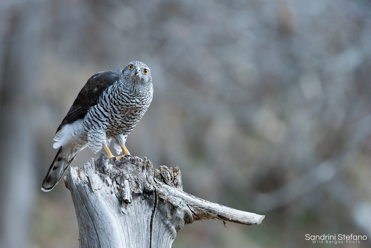 Goshawk