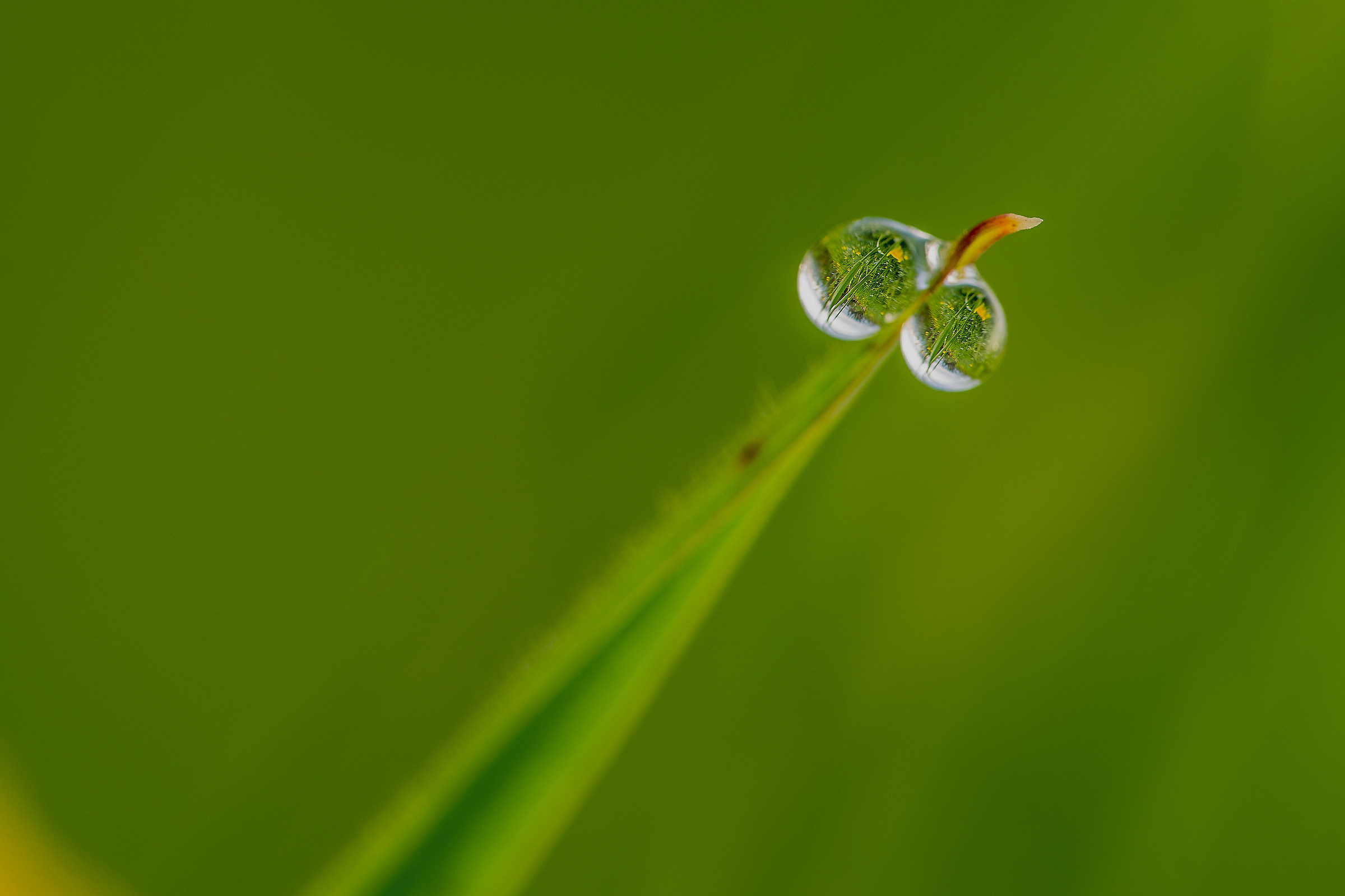 dewdrop
