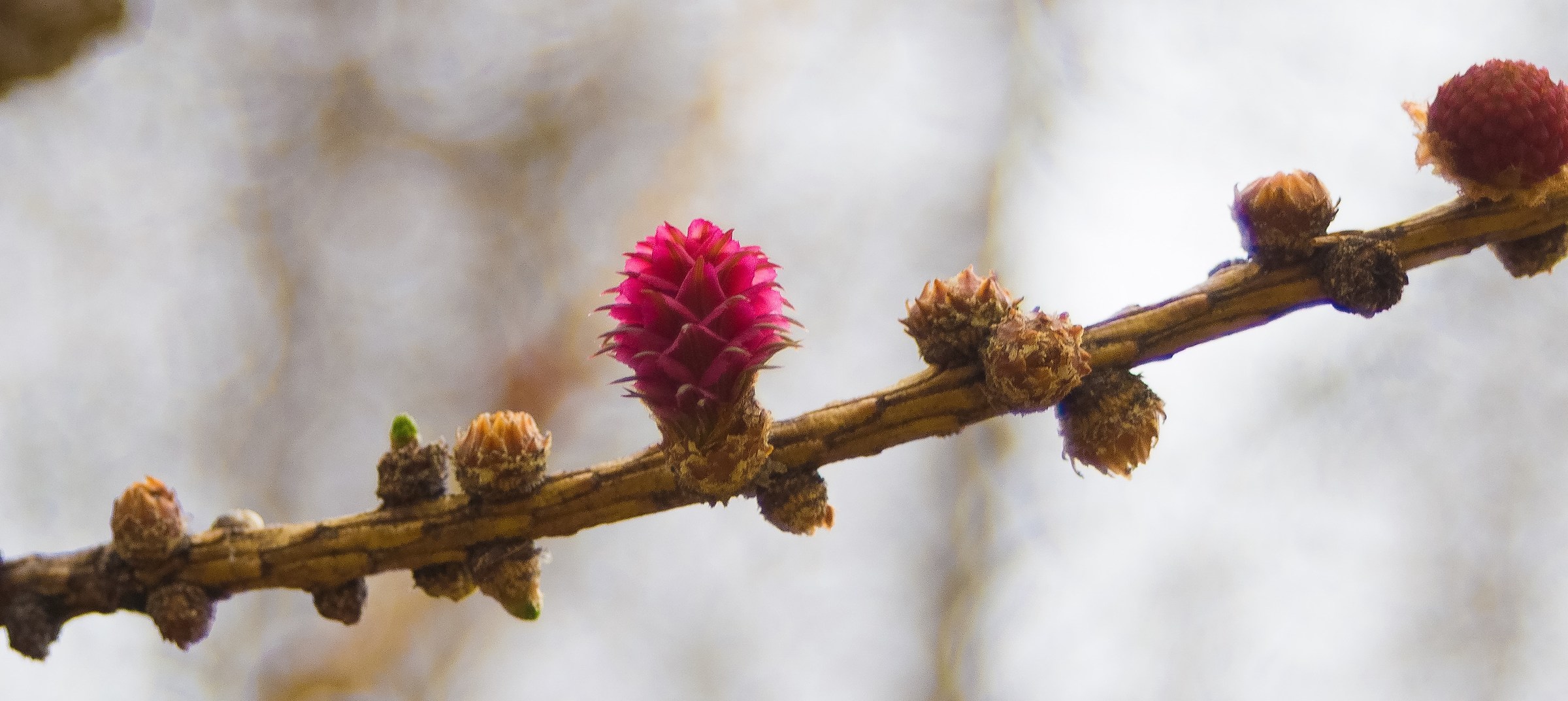 birth of a more fortunate pinecone other
