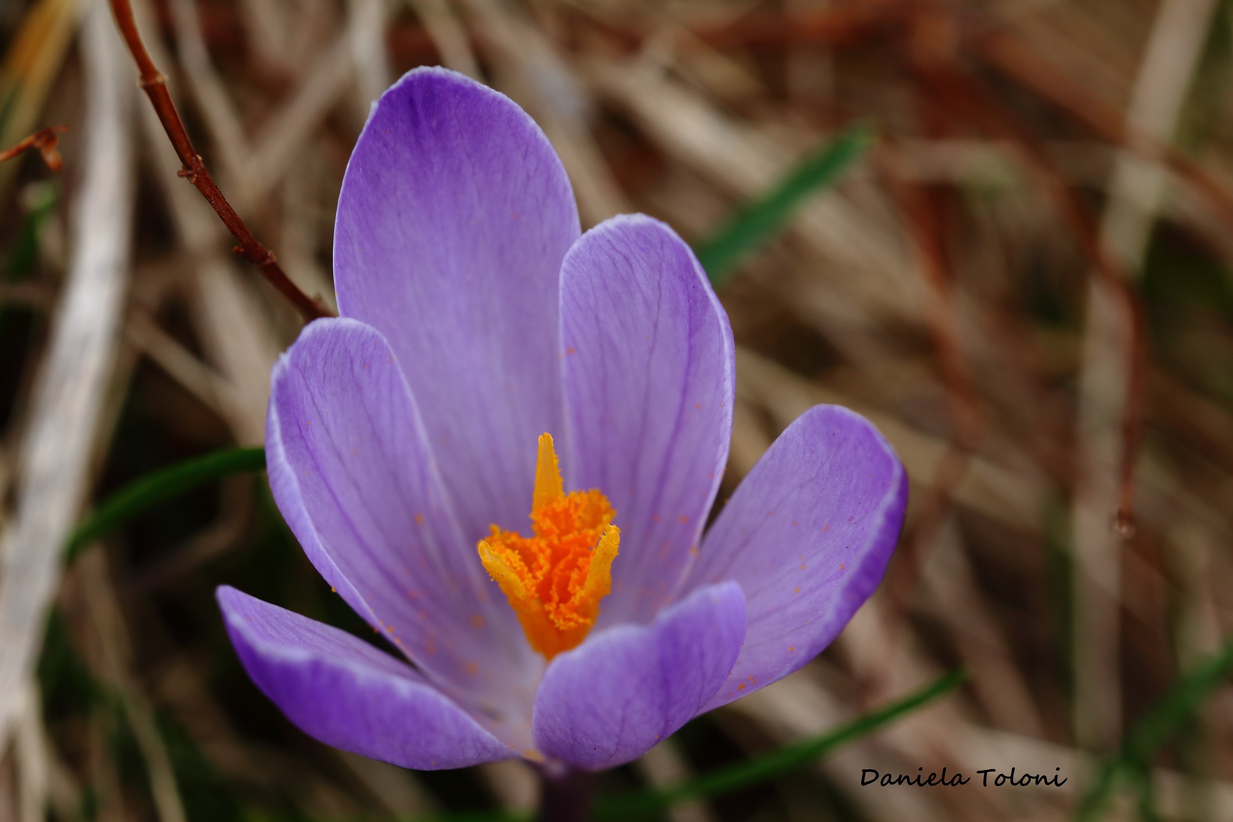 Crocus