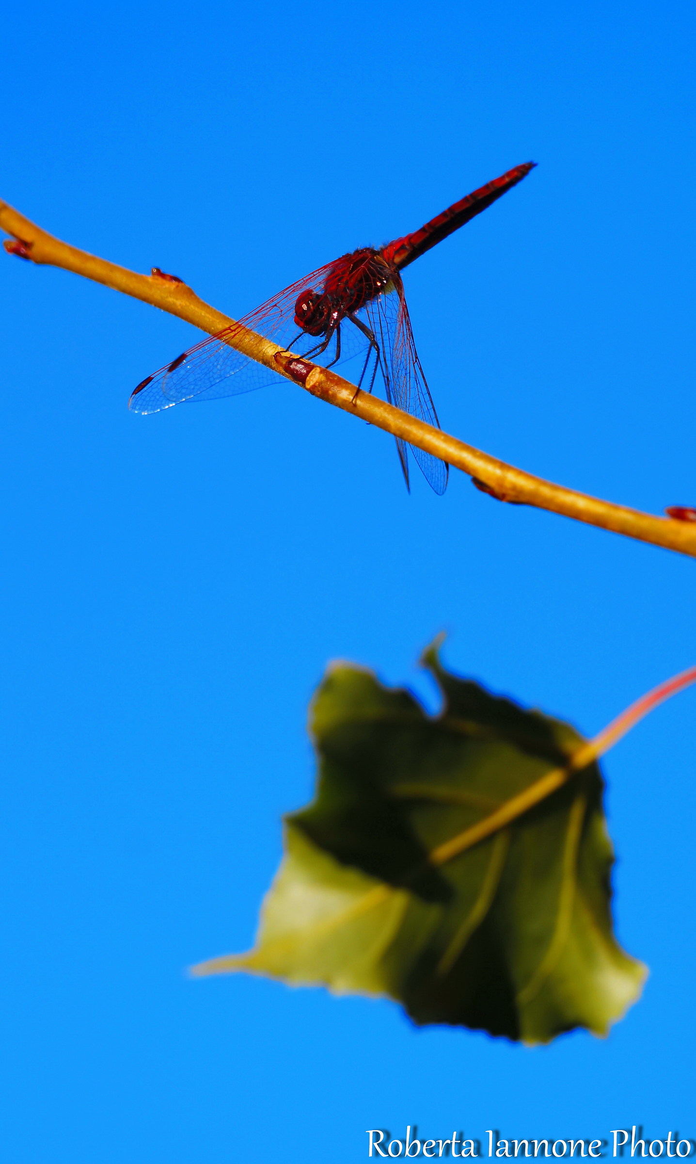 Dragonfly