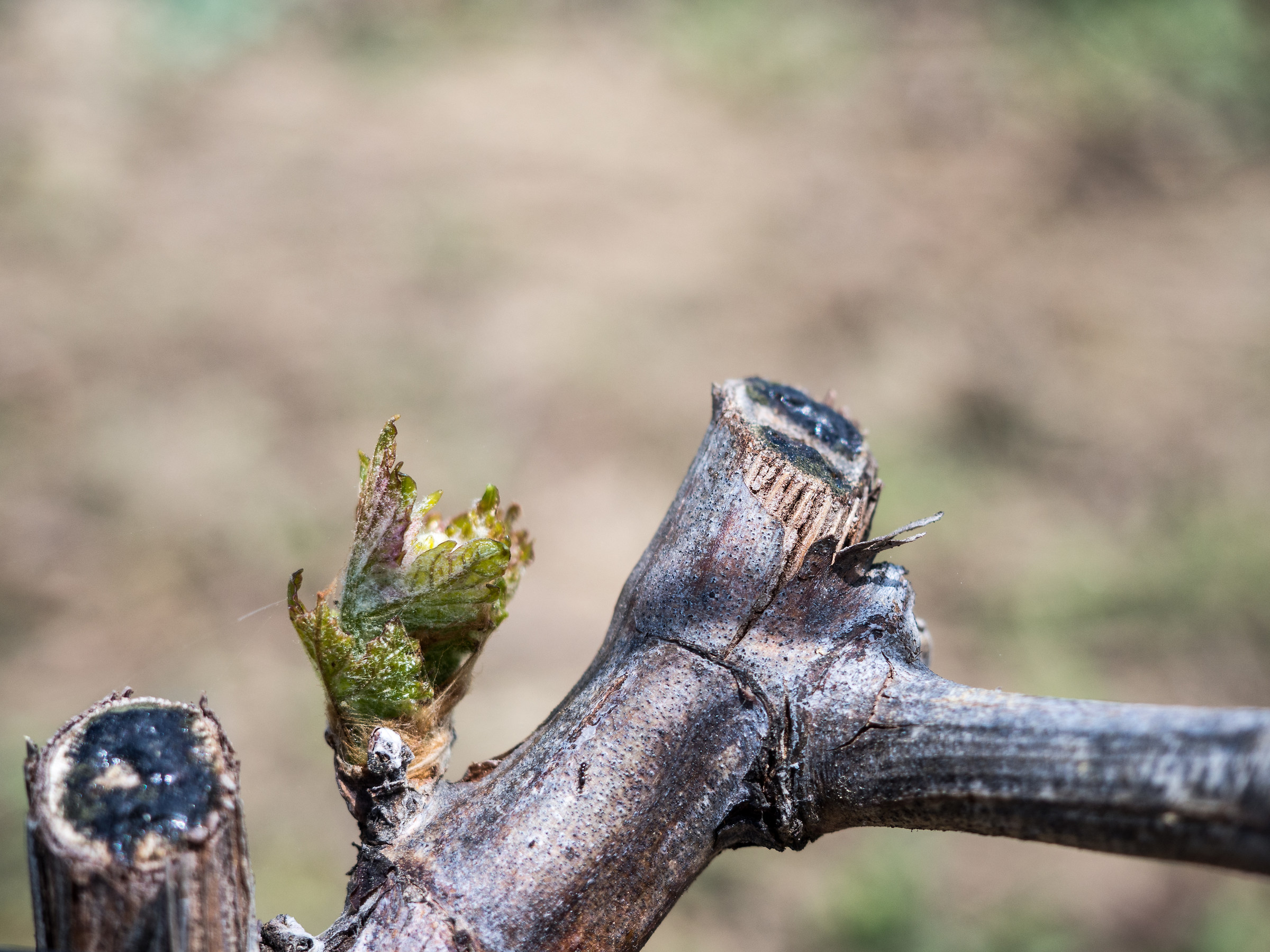 Gemma del Montepulciano d'Abruzzo