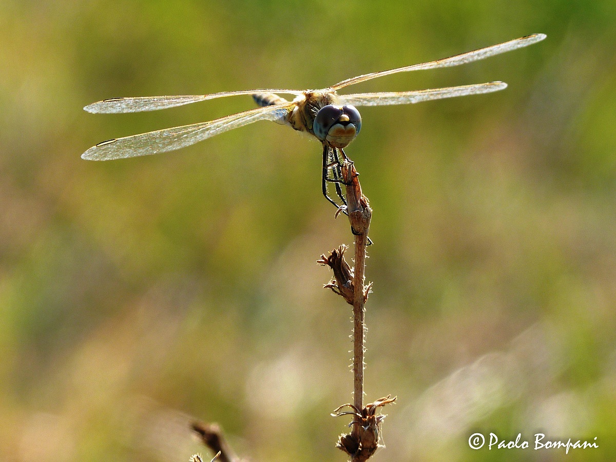 Libellula