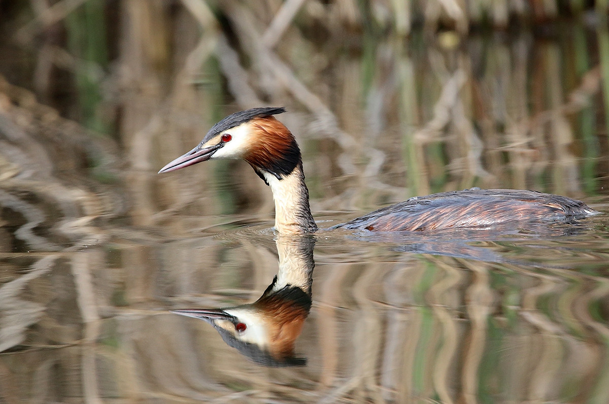 grebe