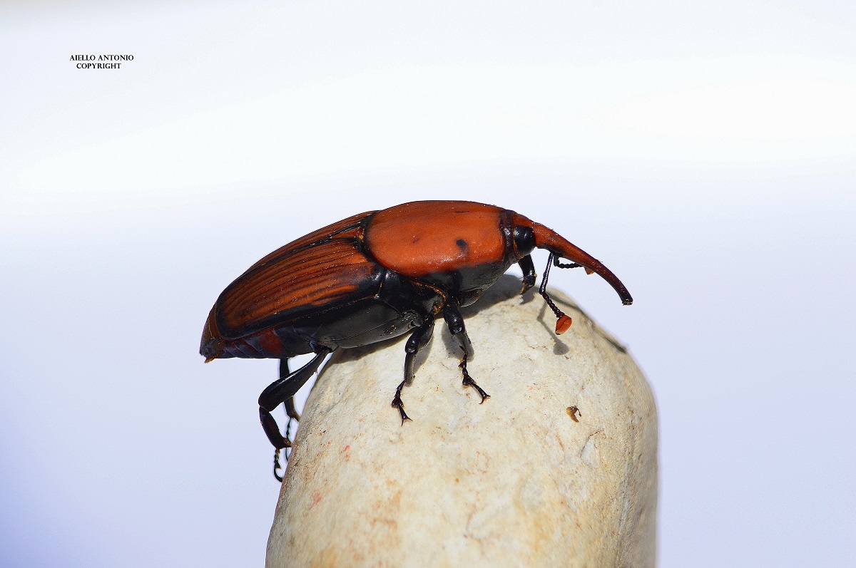 Rhynchophorus ferrugineus Red palm weevil