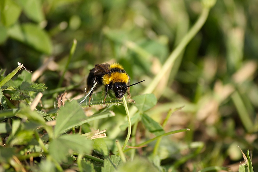 Immersed in the green!