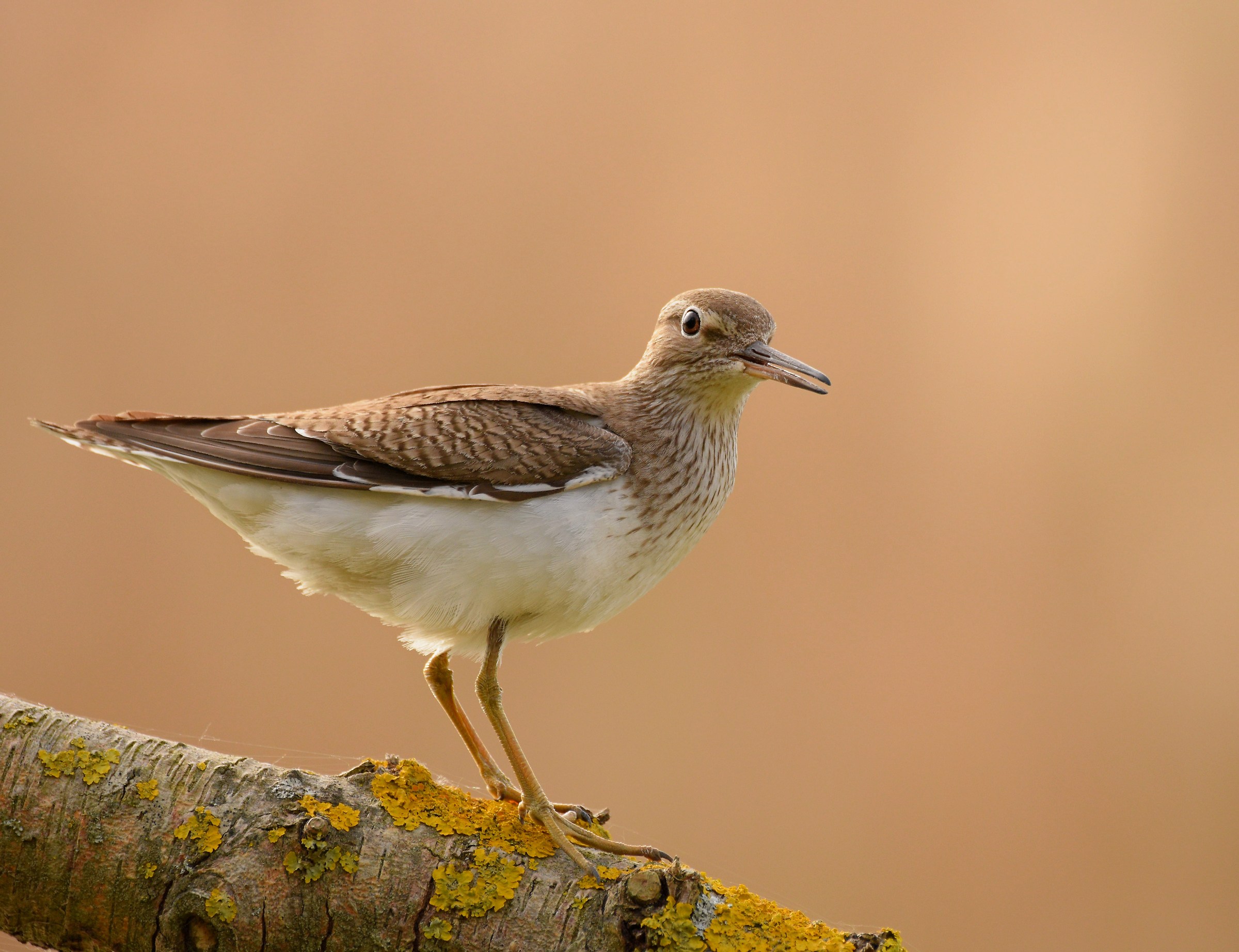 Common Sandpiper