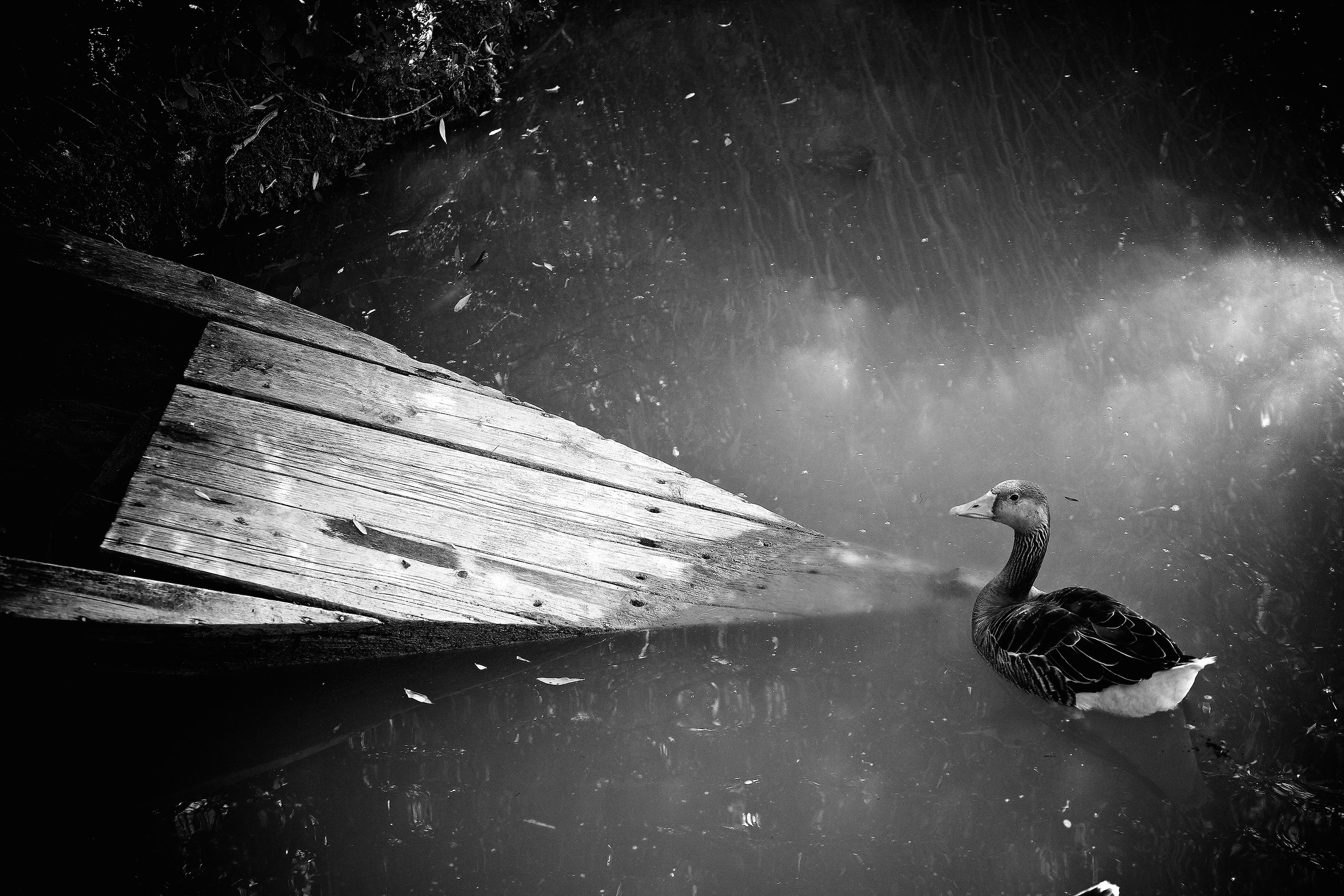 B&W Photo Art Composition