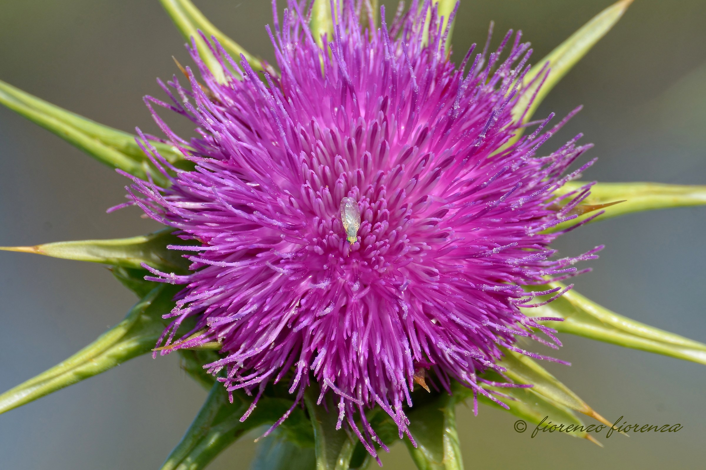 fiore del cardo