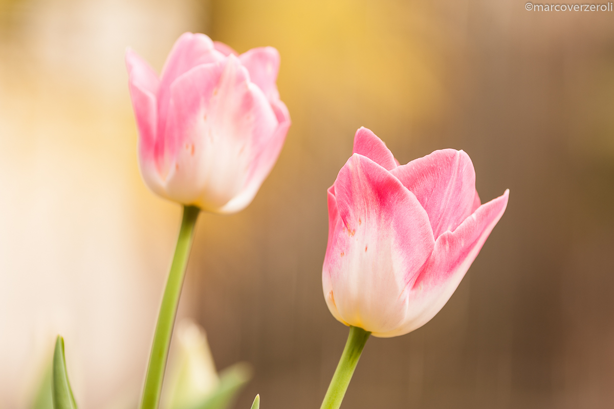 The colors of spring