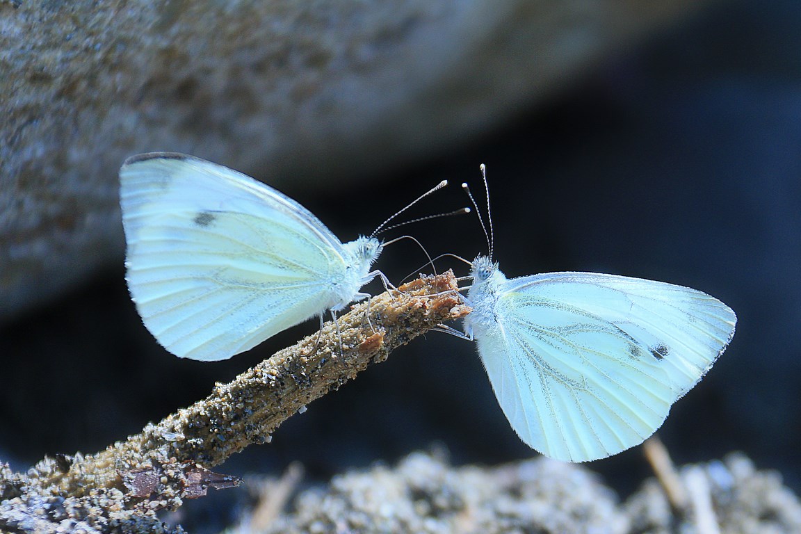 Due gemelle in un Click!