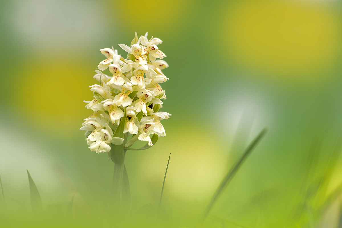 Dactylorhiza sambucina