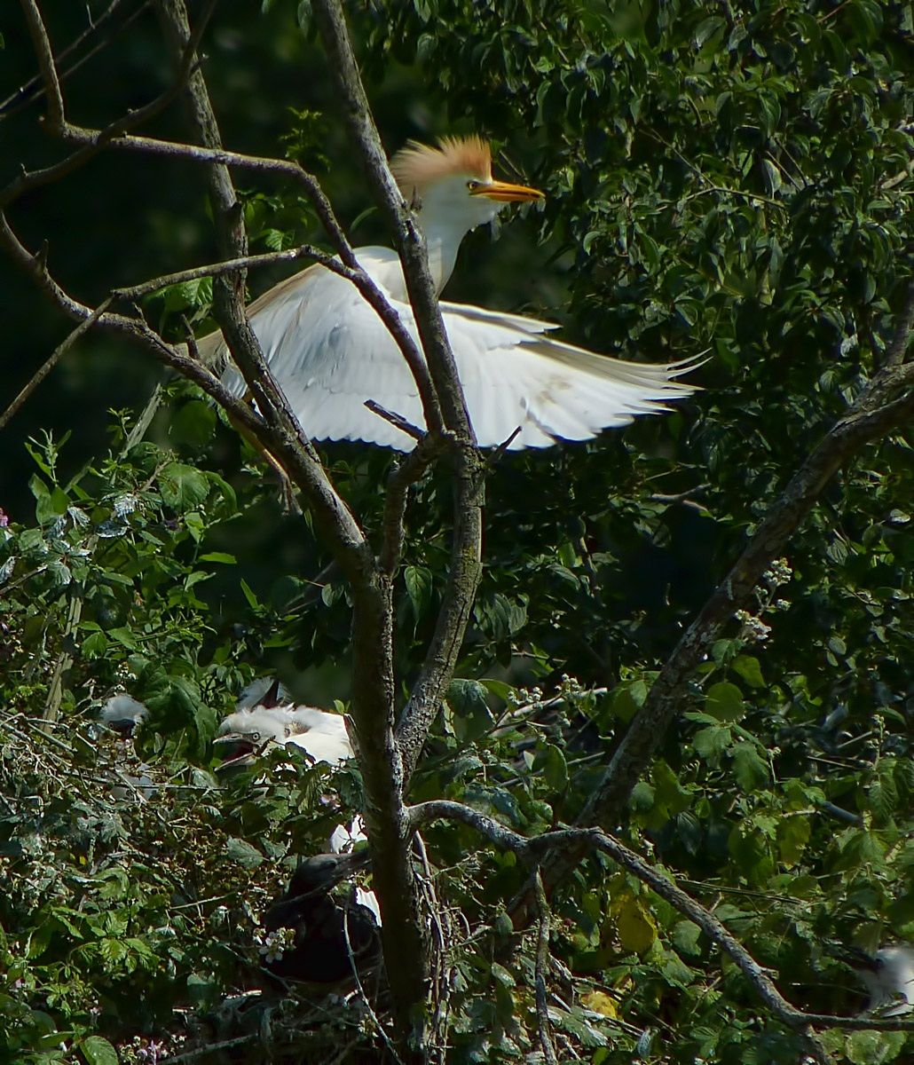 I go to the grocery store and back ...