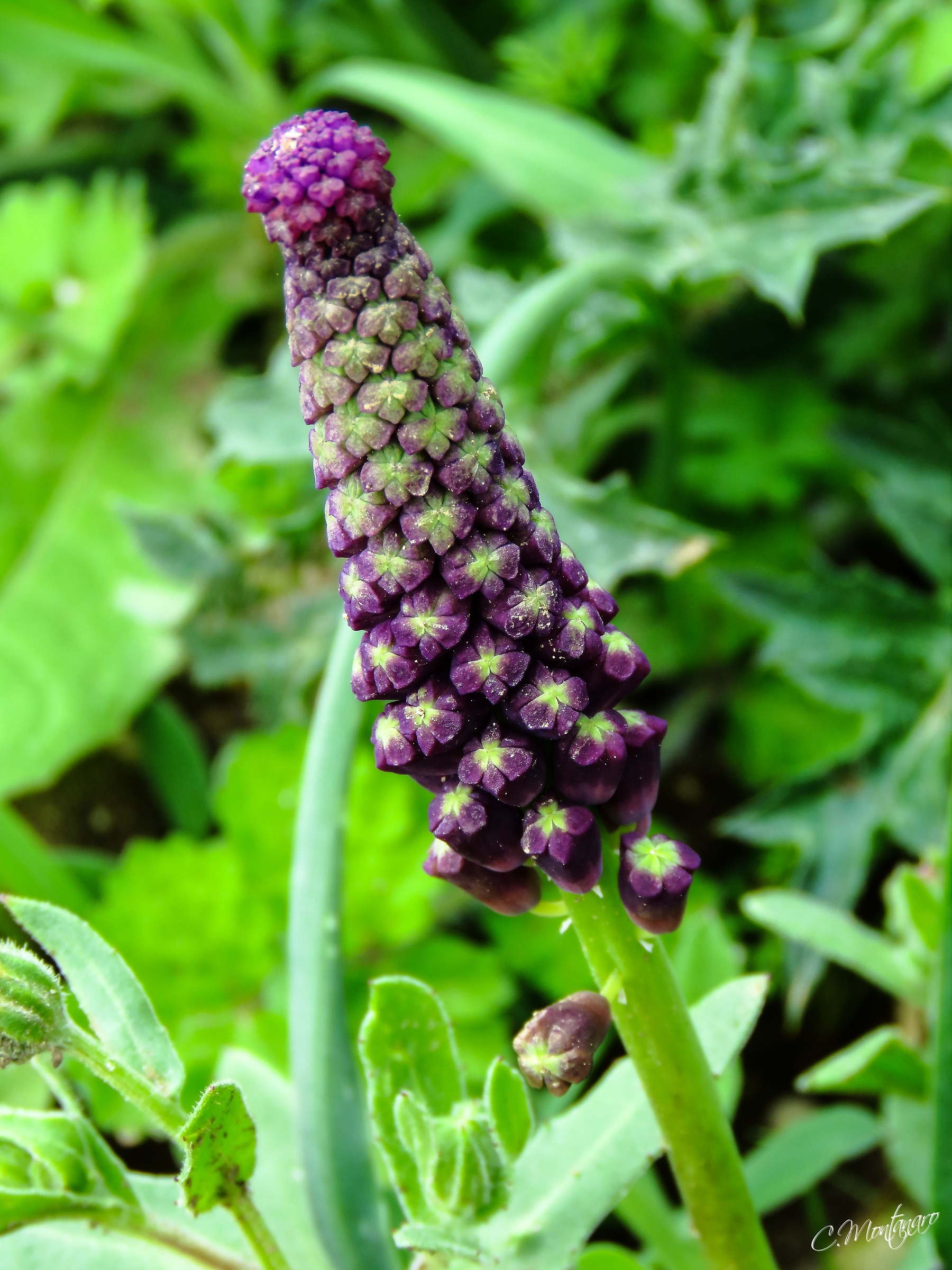 Lampascione (Muscari comosum (l.)
