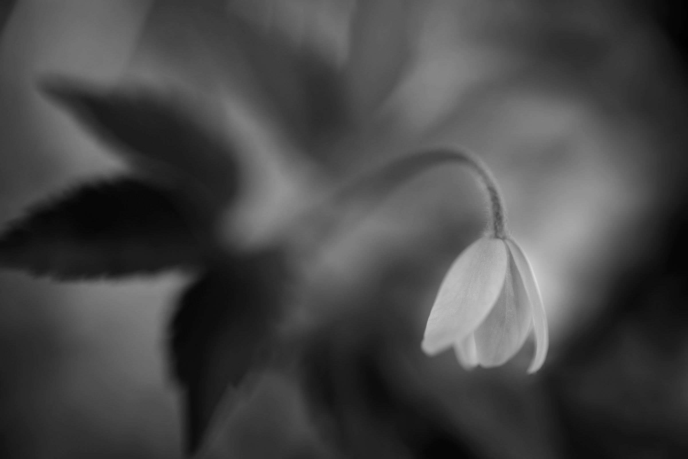 Spring in the undergrowth B & W ...