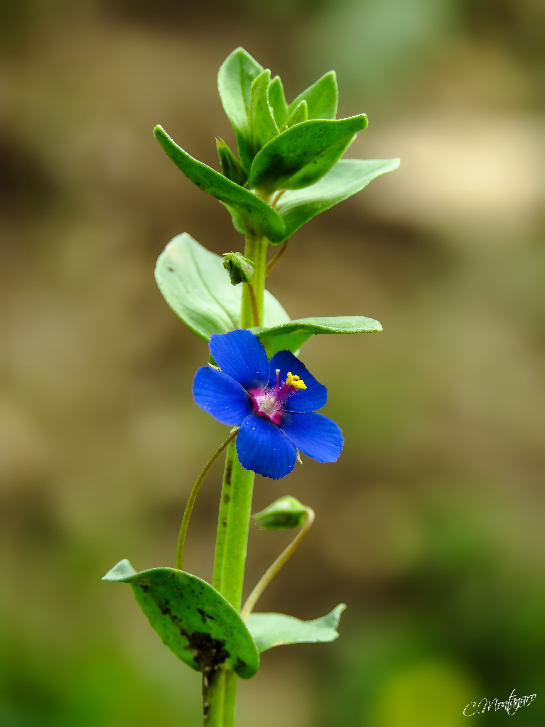 Chickweed blue (Anagallis foemina Mill.)