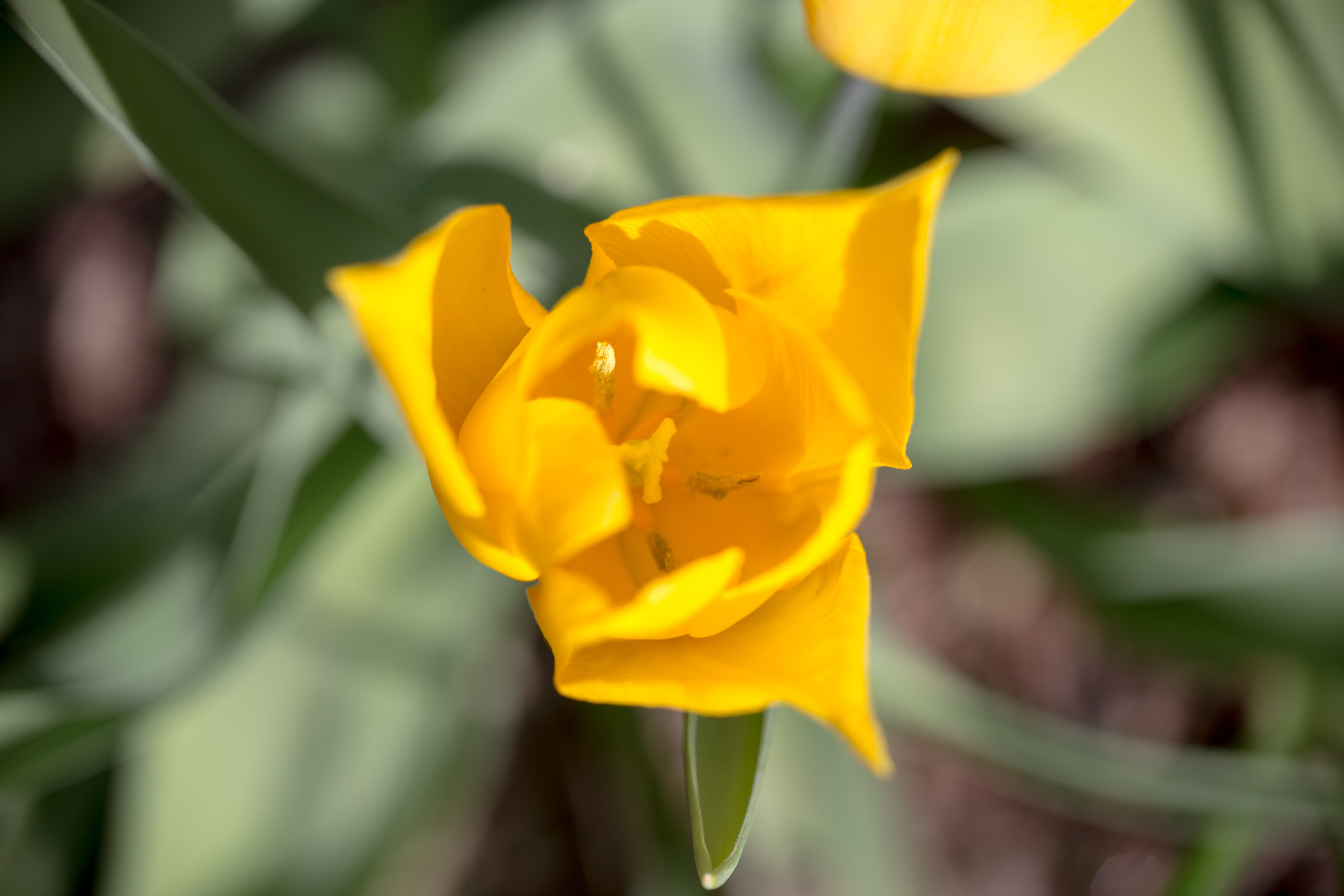 Yellow tulip