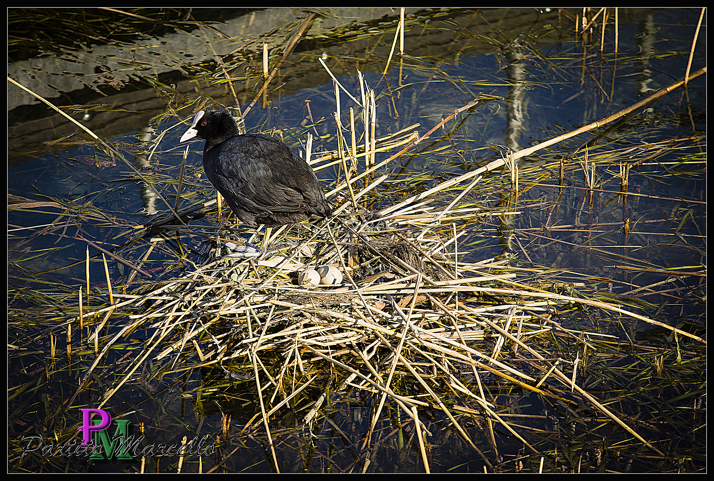 coot and his eggs