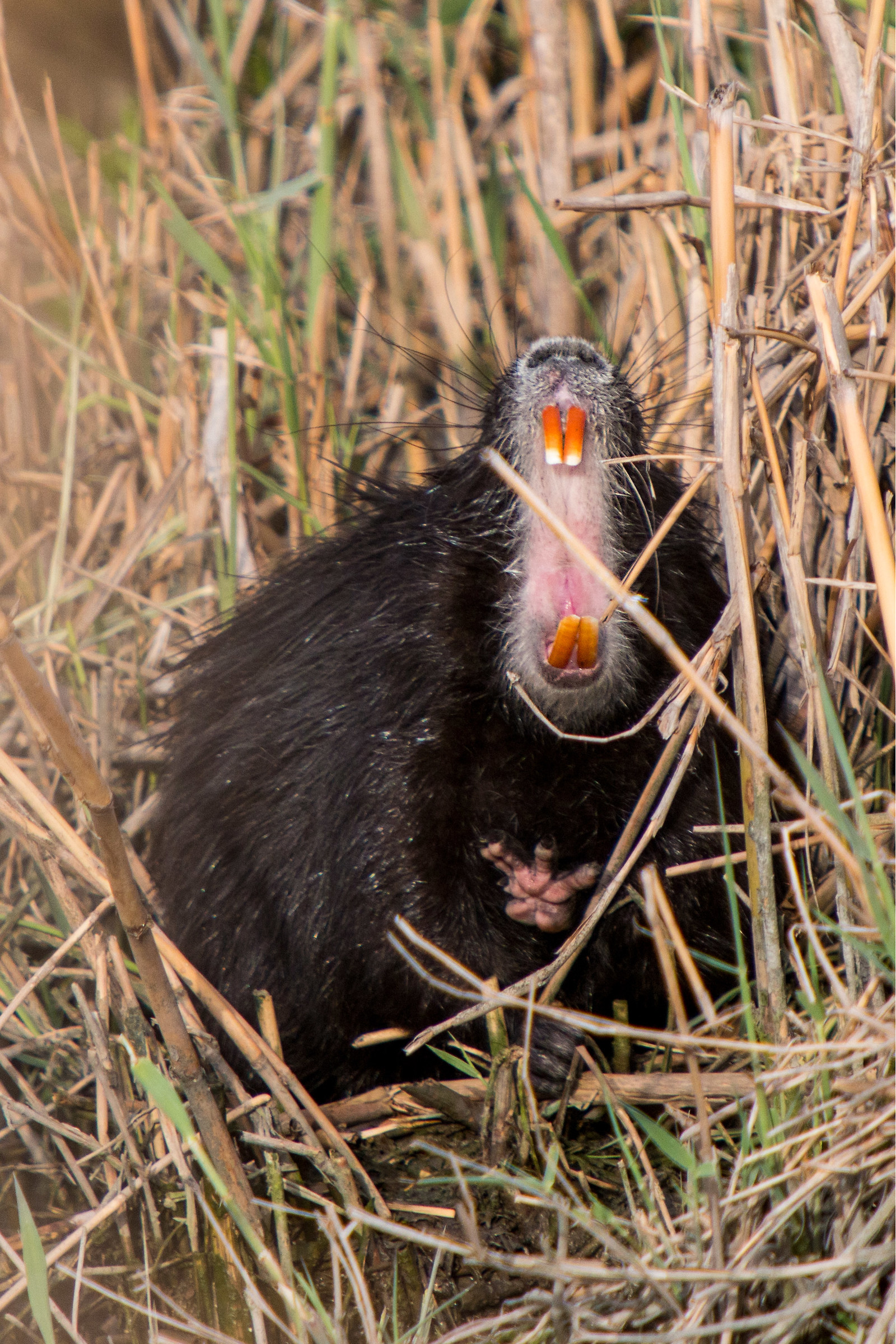 Lo sbadiglio (Nutria)