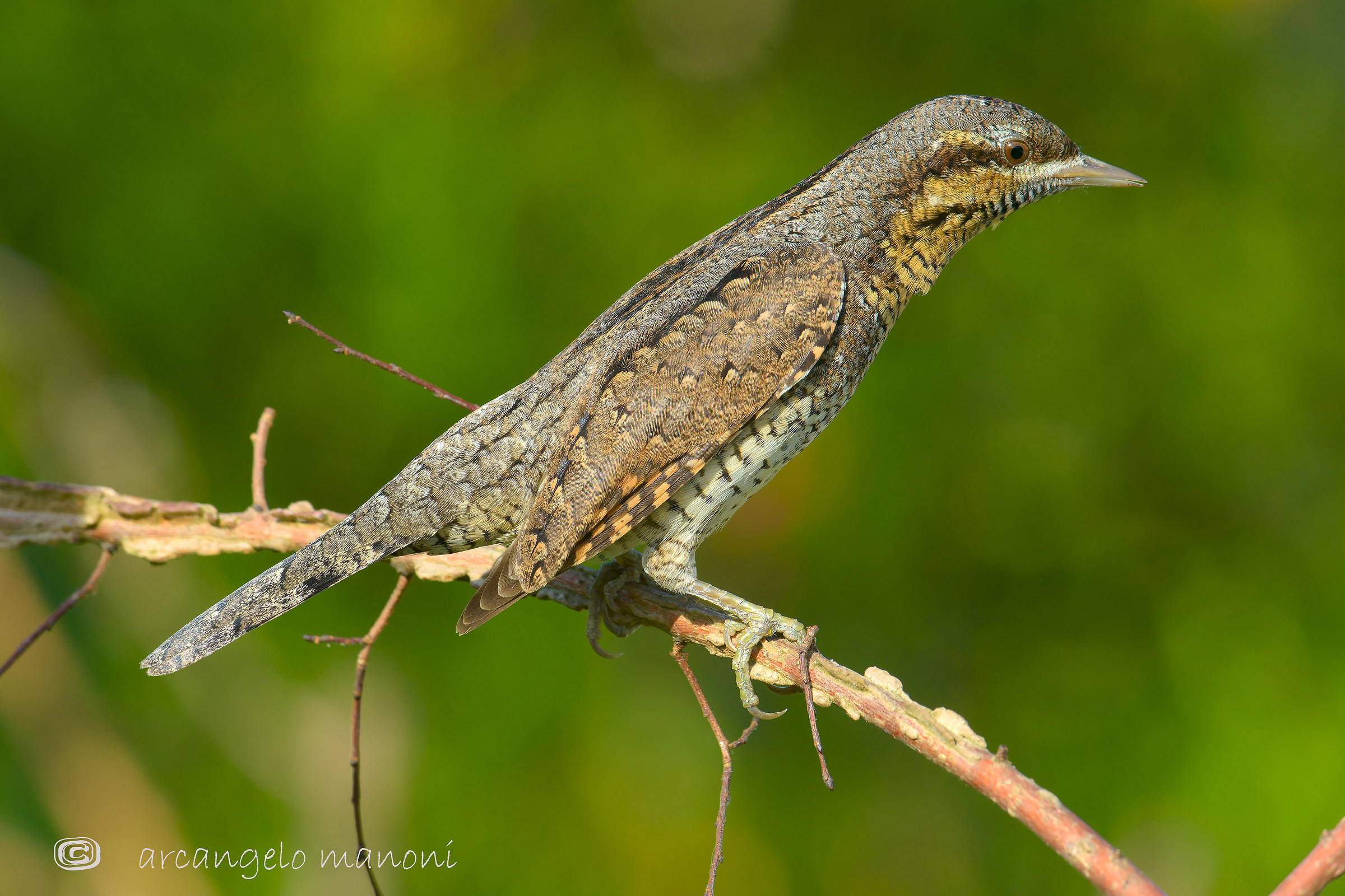 The special livery of torticollis