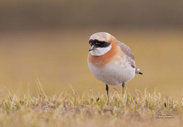 Charadrius mongolus